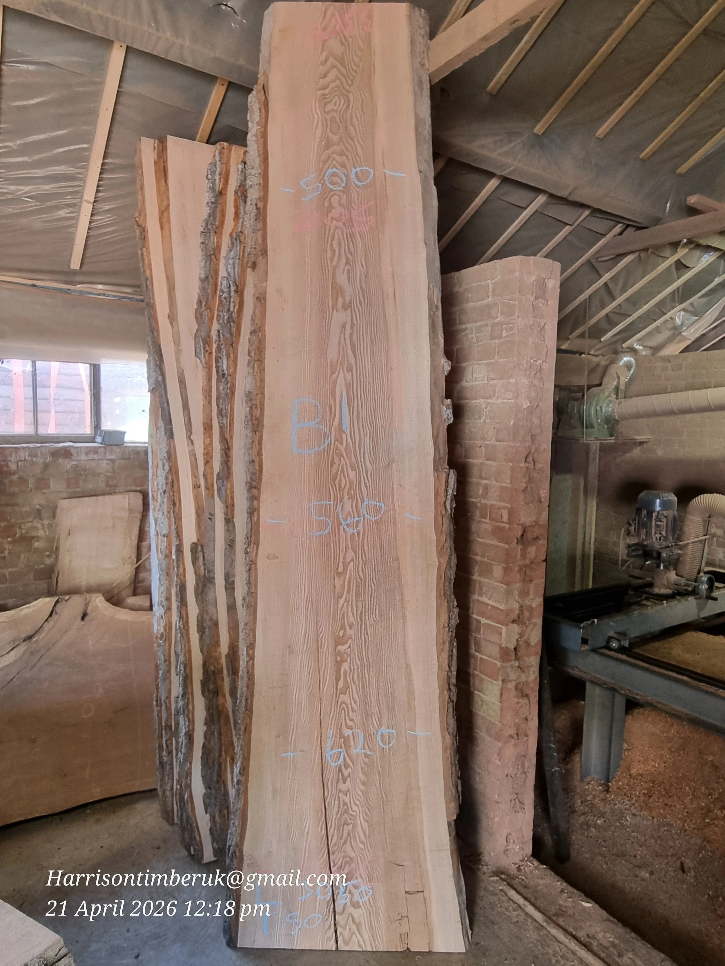 Olive ash B1.jpg (Copy)