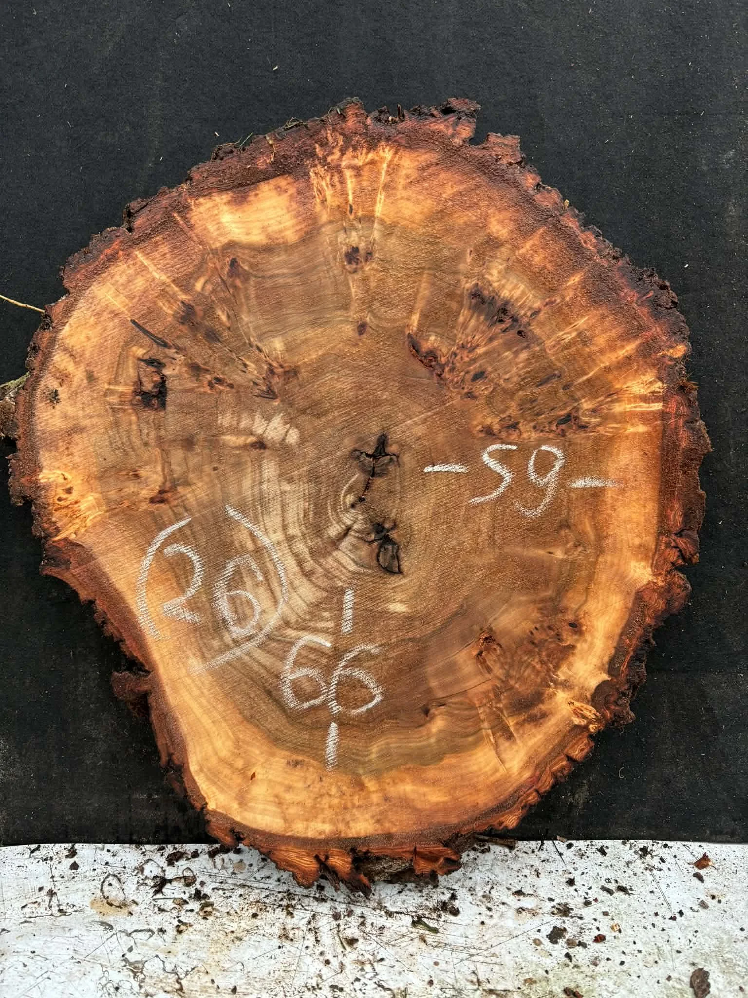 Mappa burl cookie (26).jpeg