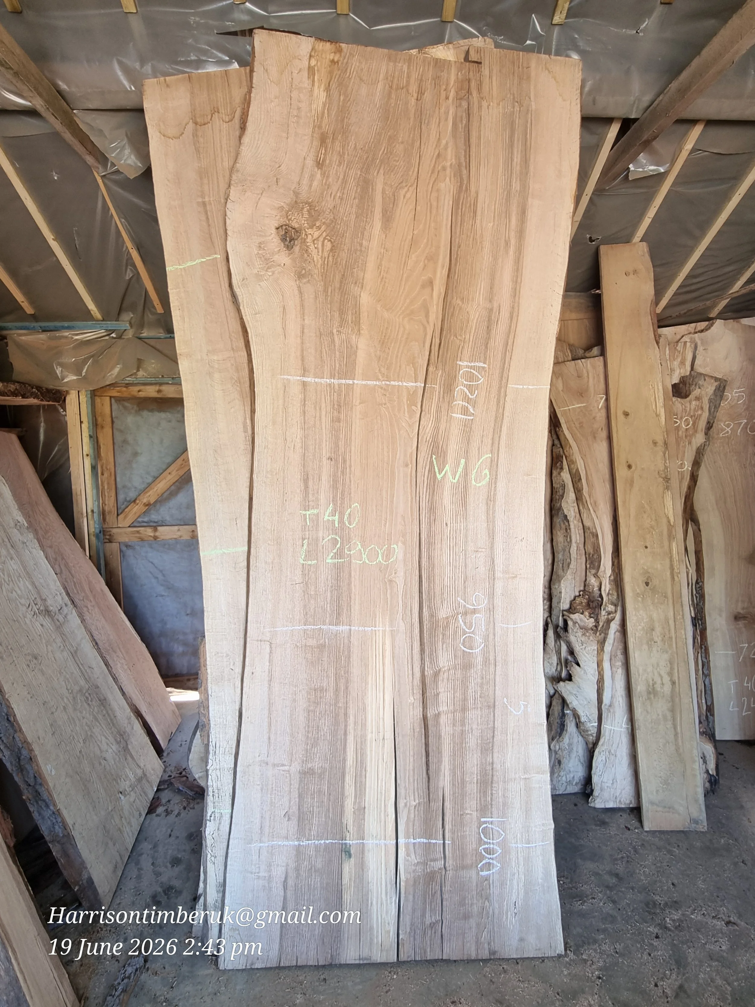 Giant Olive Ash Slabs