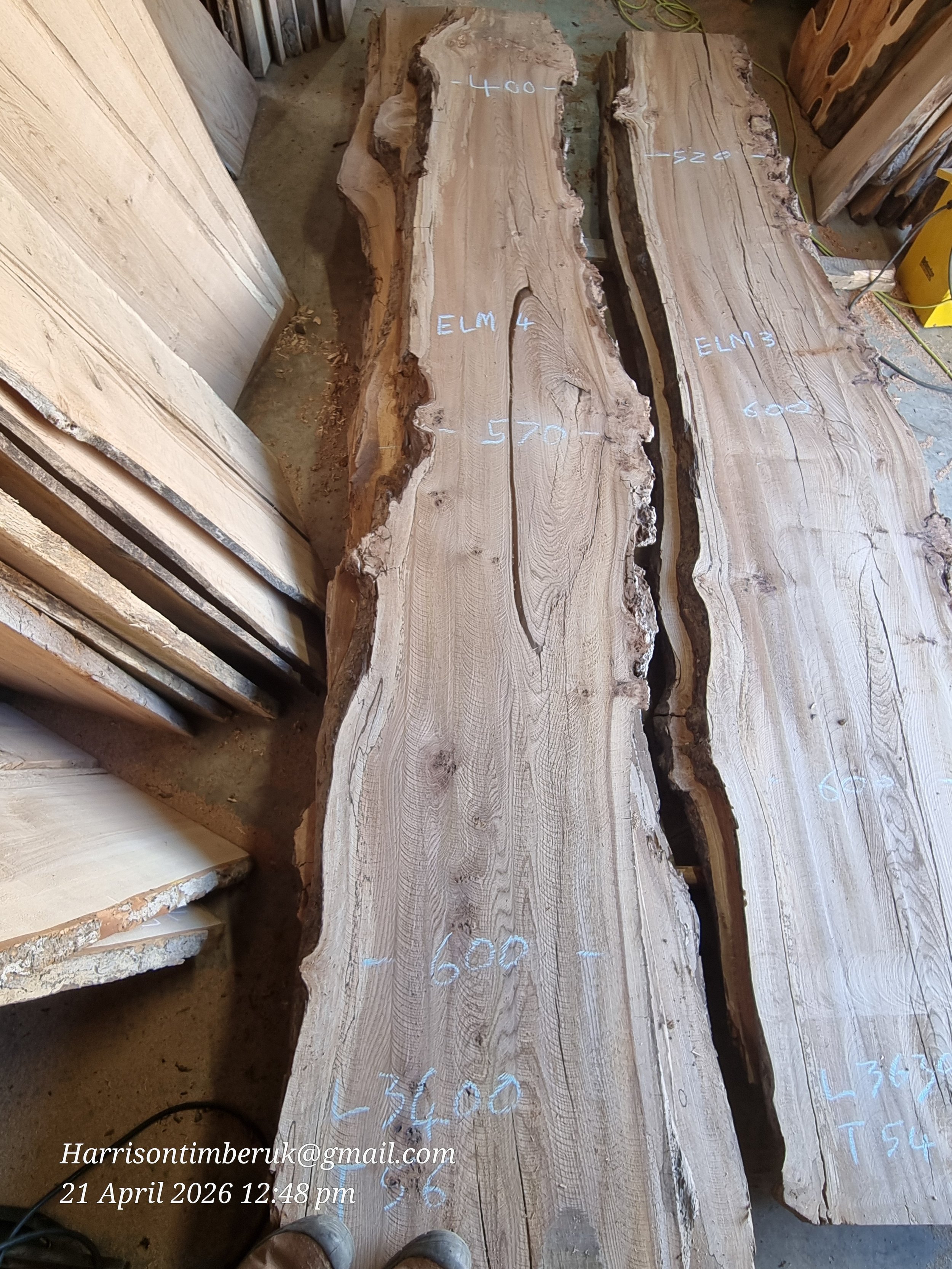 Elm (2).jpg
