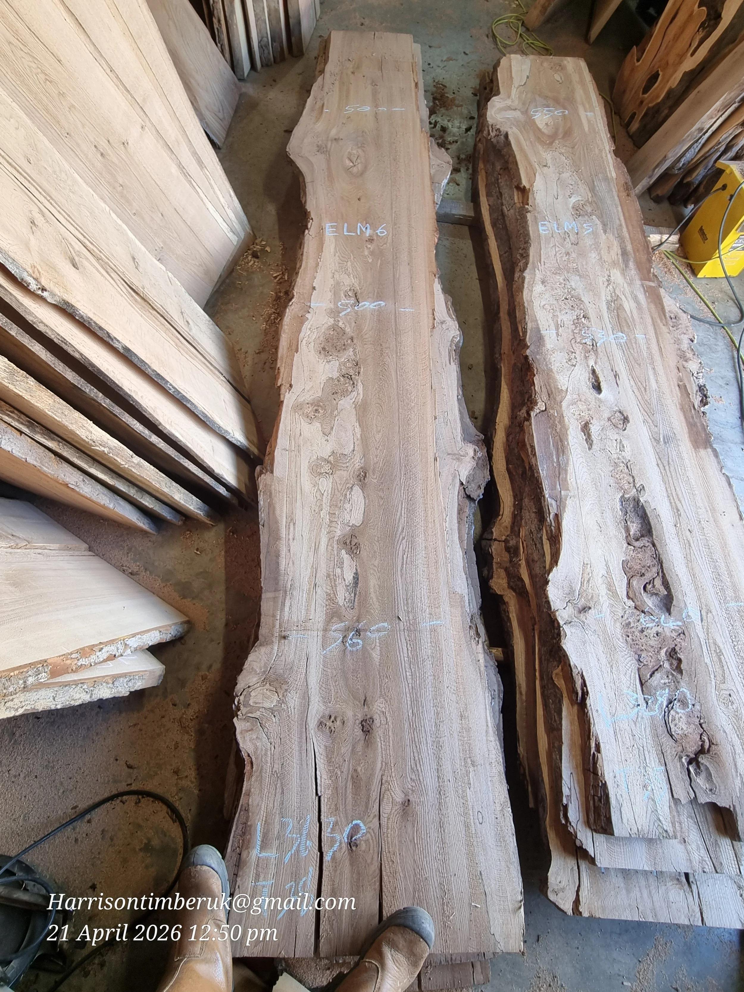 Elm (4).jpg