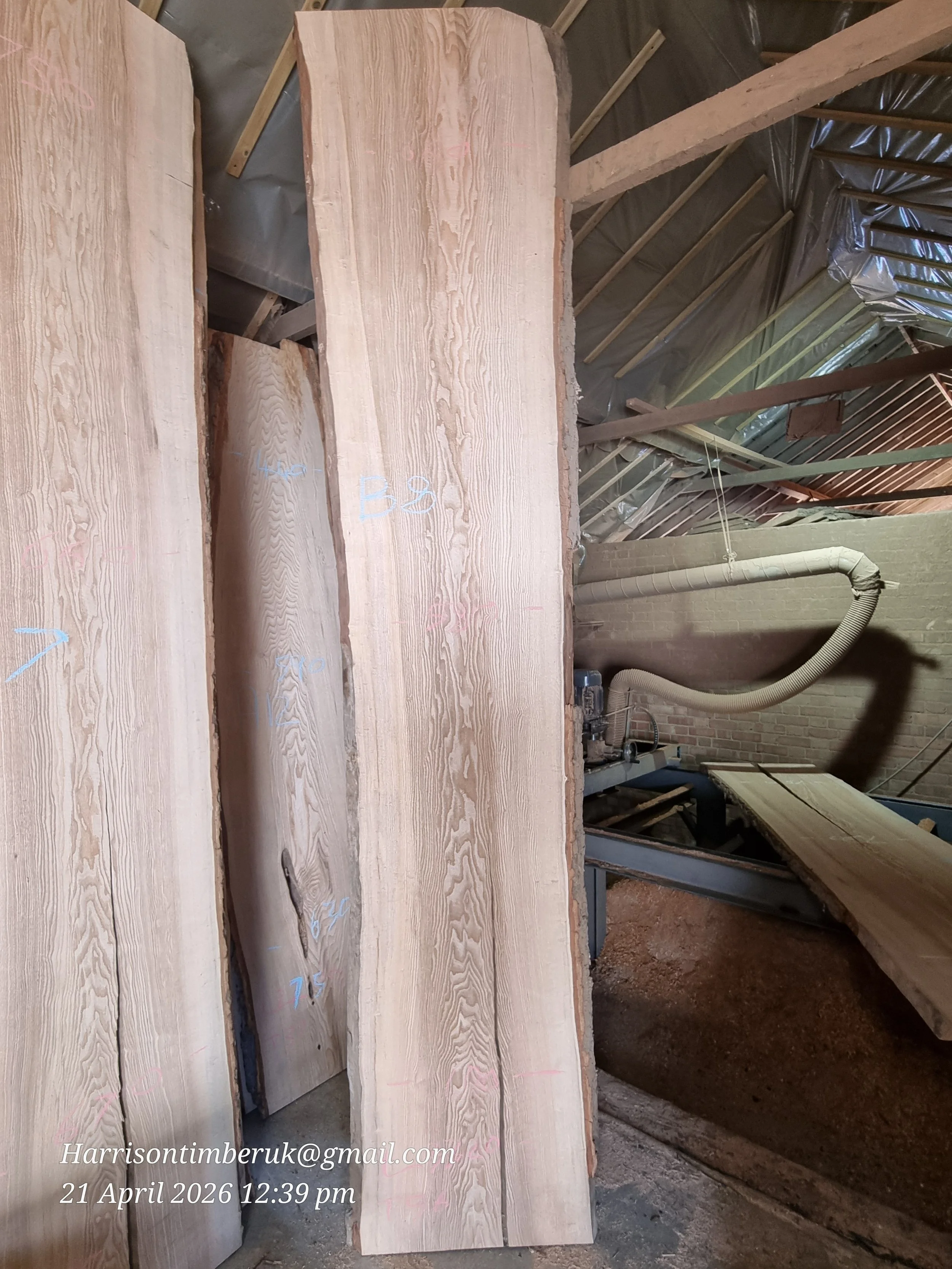 Olive ash B8.jpg (Copy)