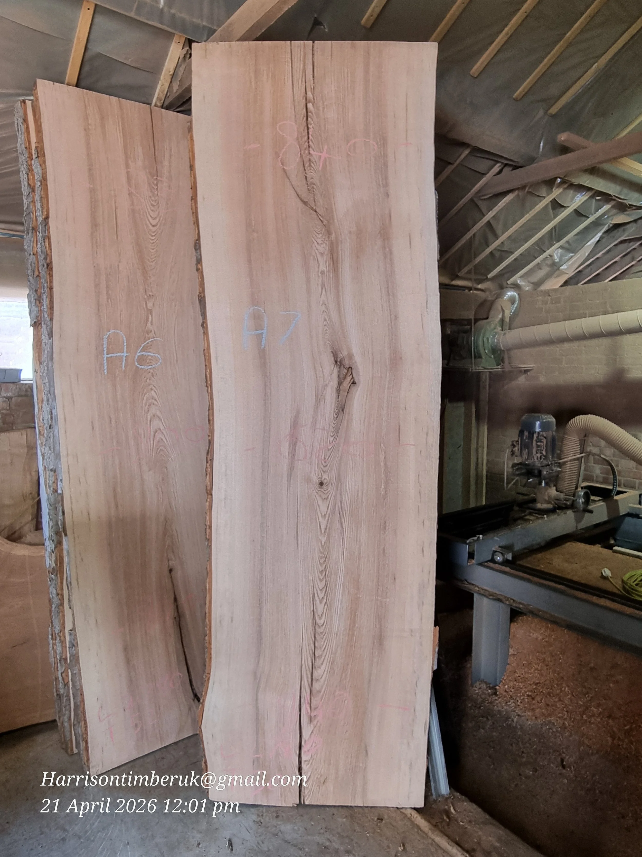 Olive ash A7.jpg