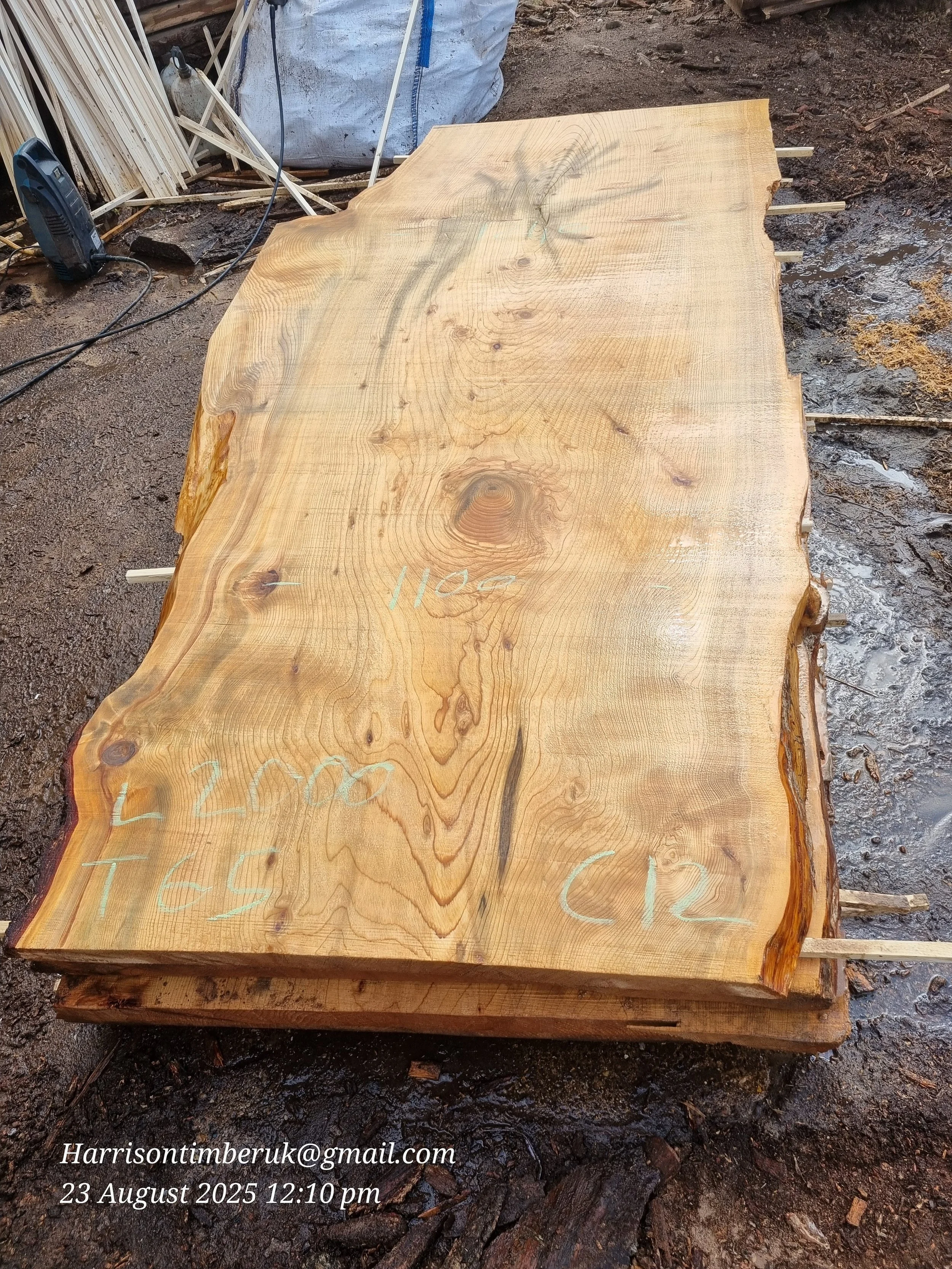 Unusally Looking Cedar Slabs (12).jpg