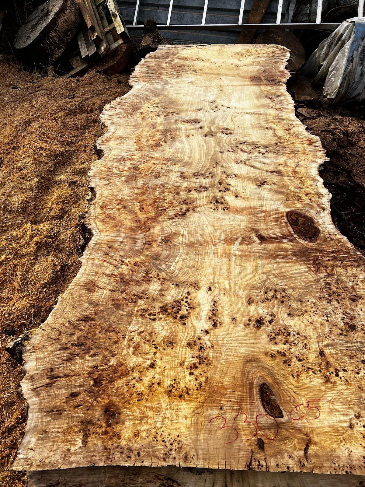 Largest Mappa Burl