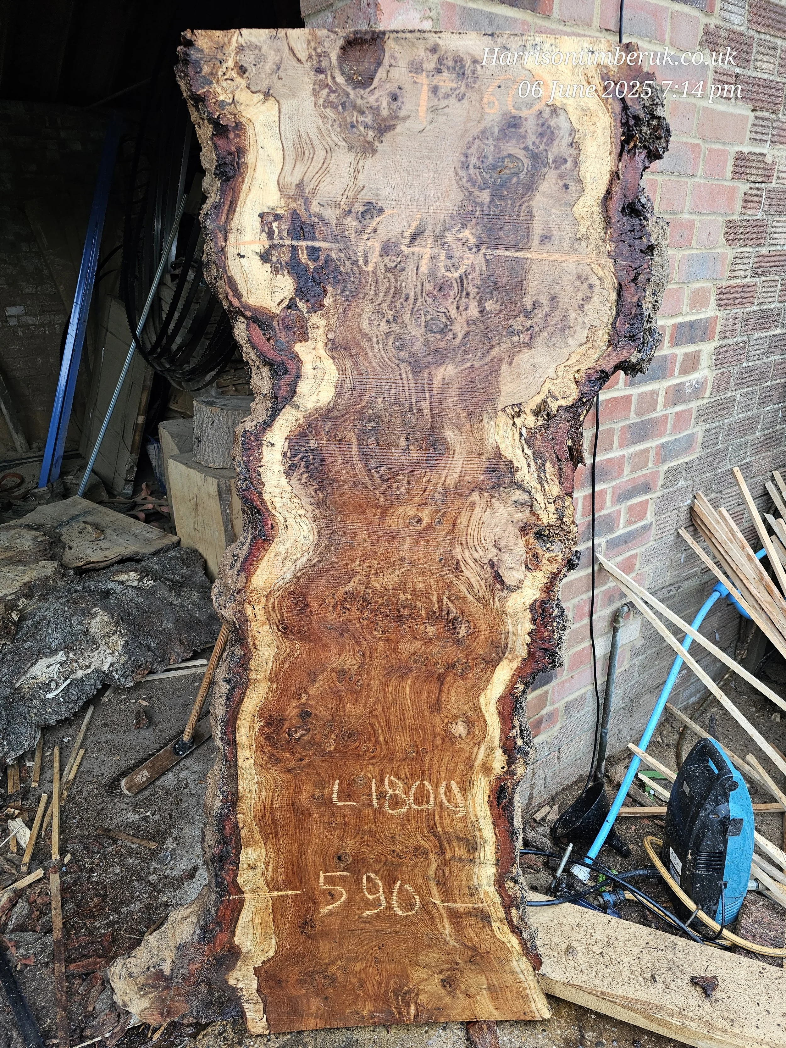 Brown Pippy Oak (2).jpg