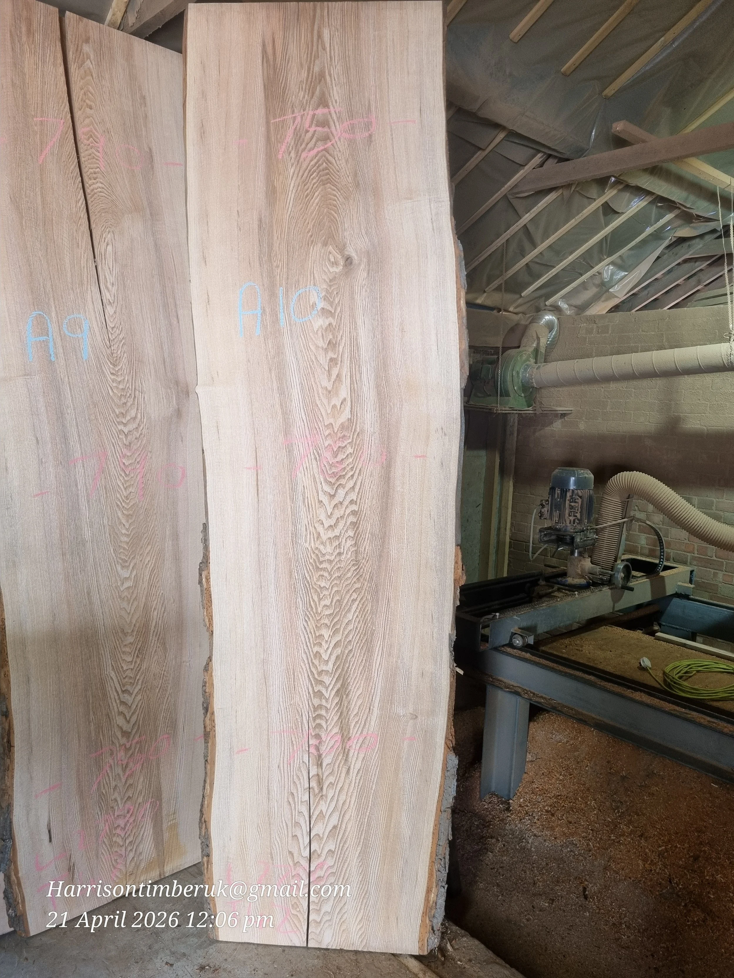 Olive ash A10.jpg