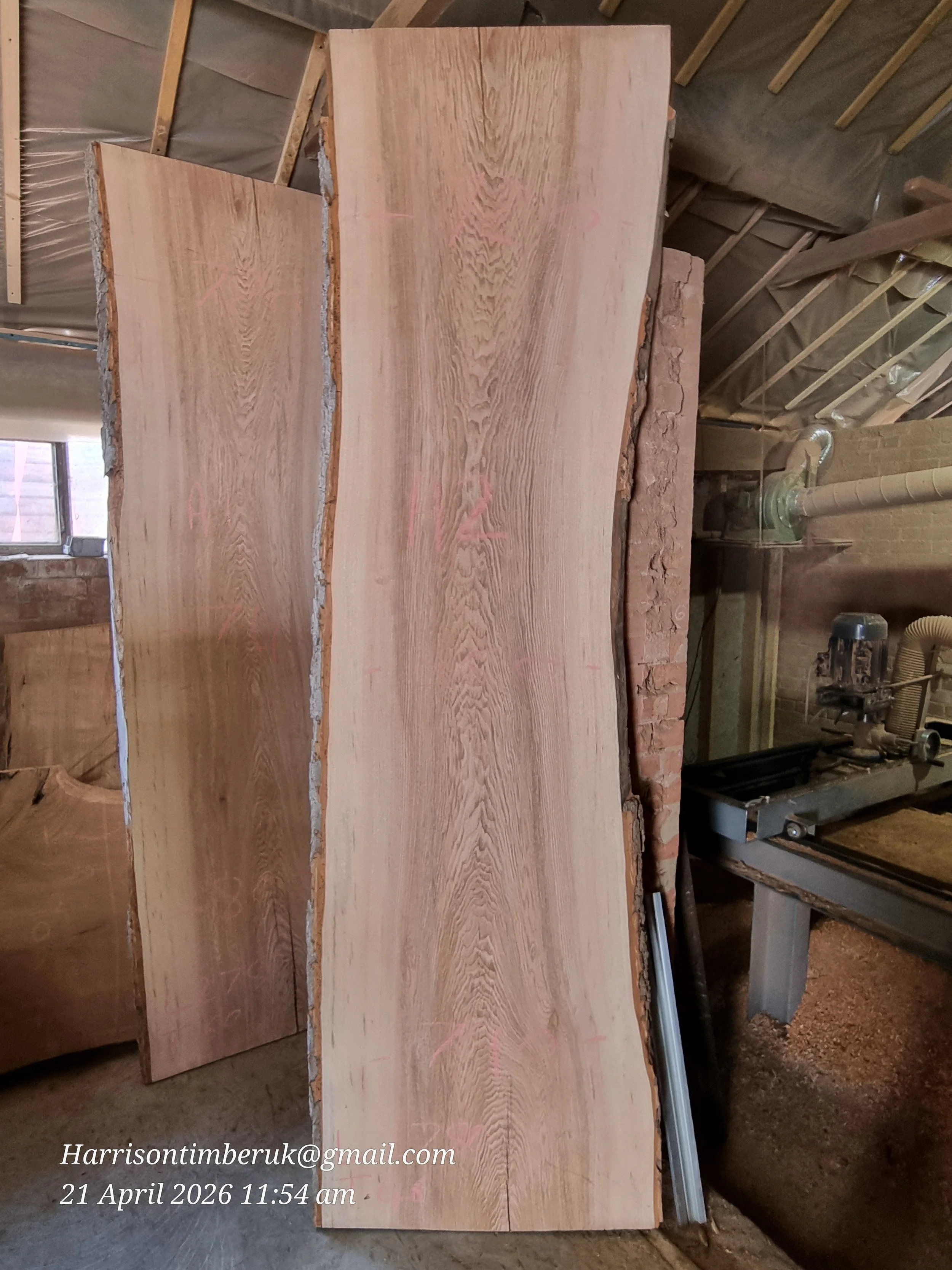 Olive ash A2.jpg