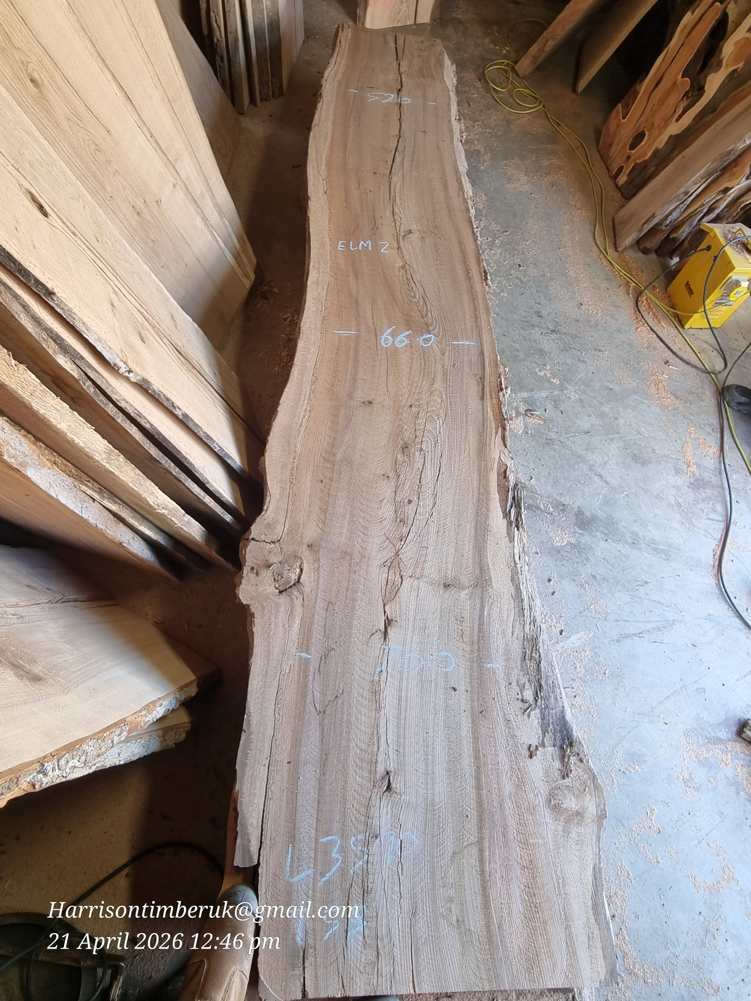 Elm (12).jpg