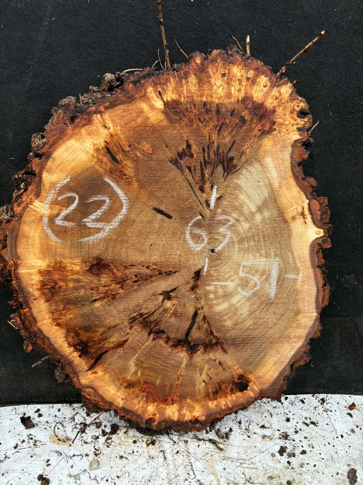 Mappa burl cookie (22).jpeg