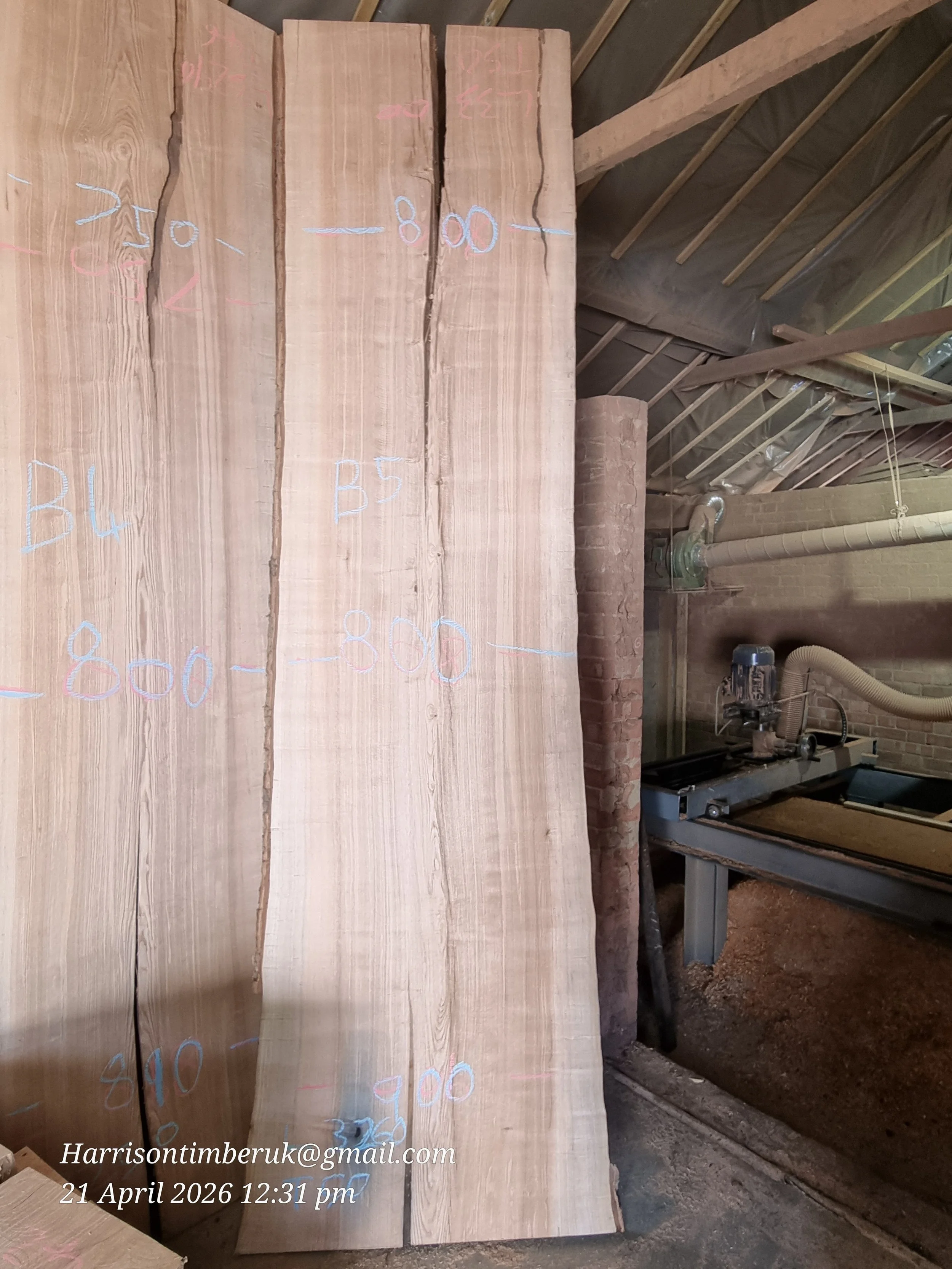 Olive Ash Slabs