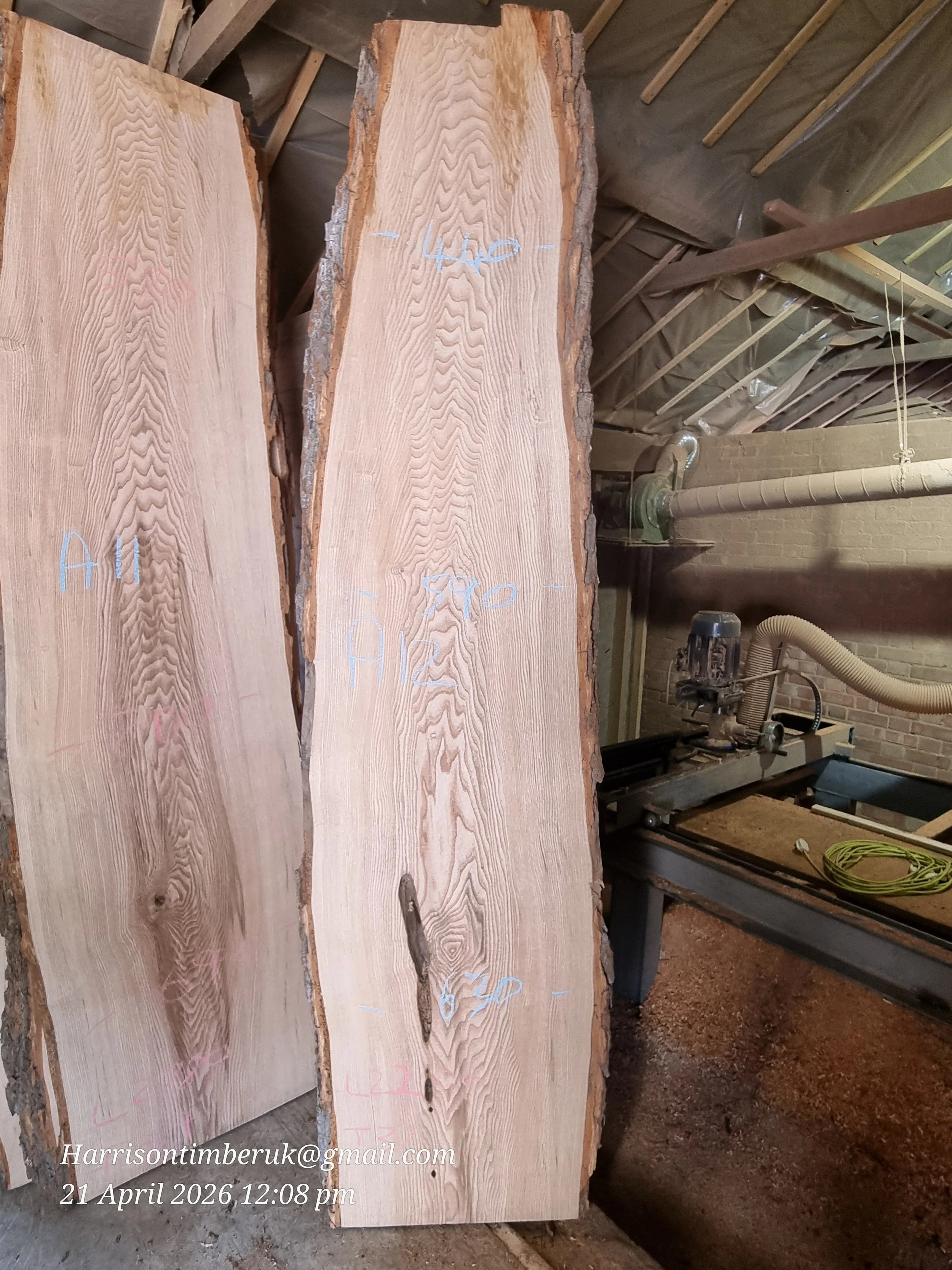 Olive ash A12.jpg