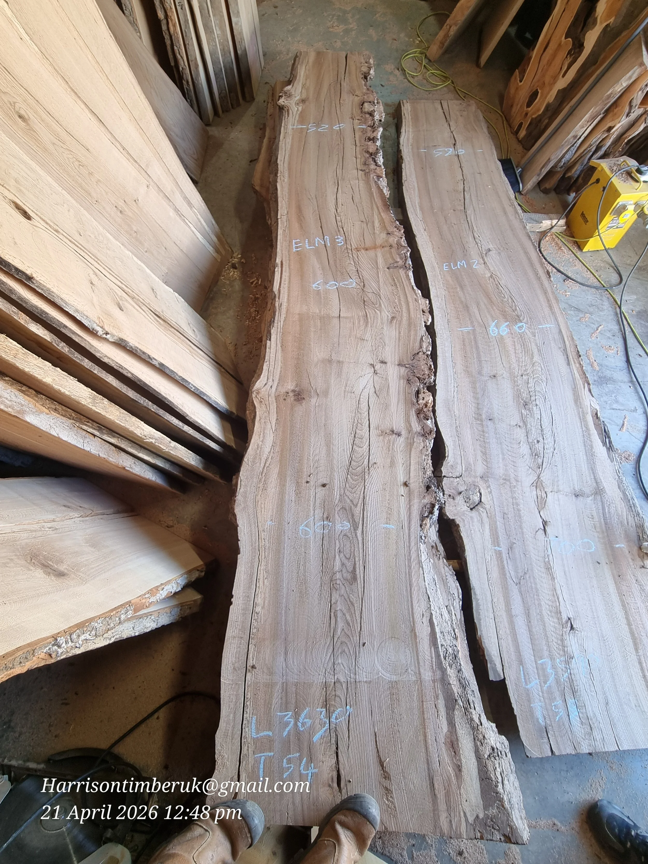 Elm (1).jpg