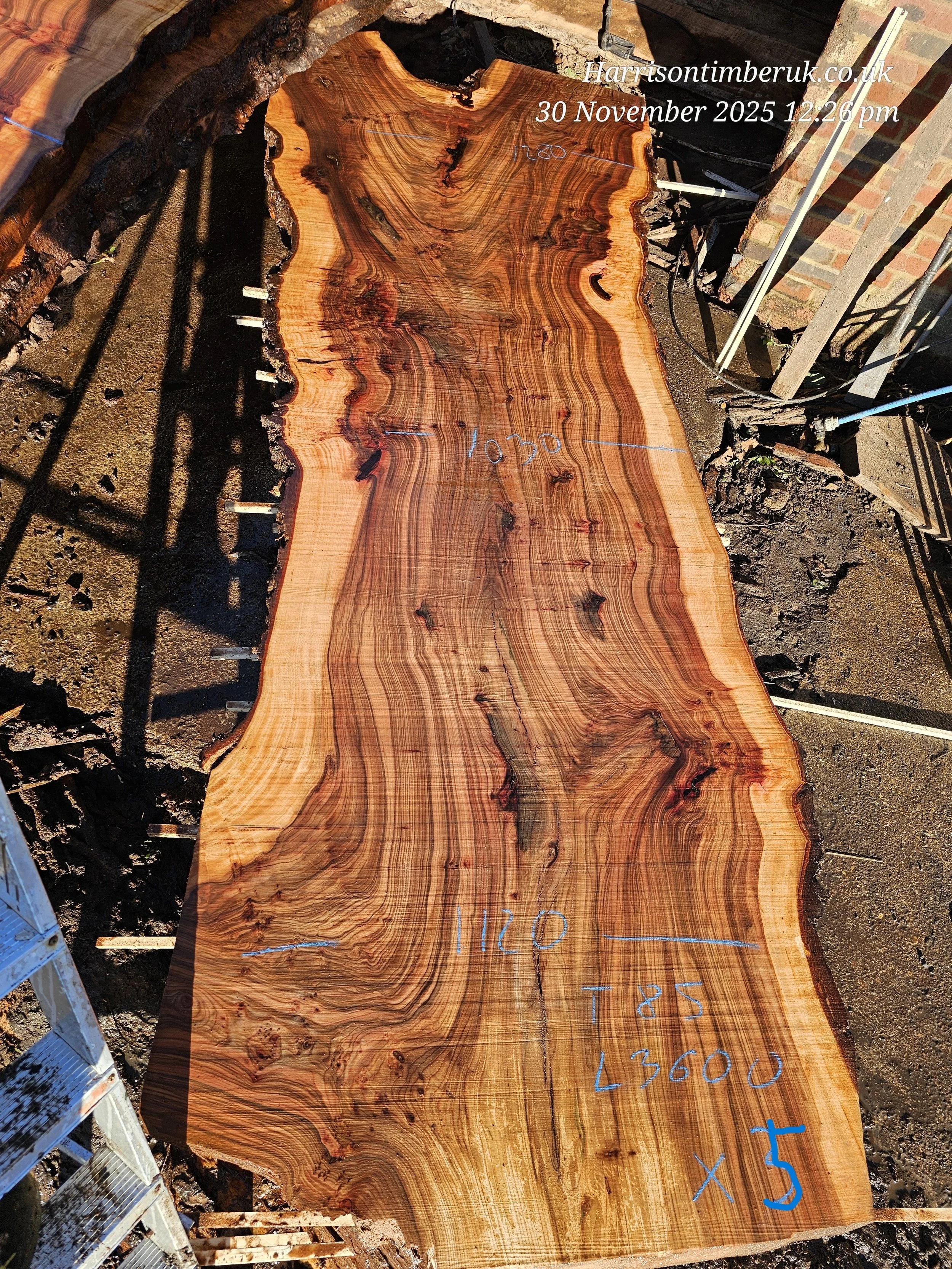 ENGLISH WYCH ELM SLABS