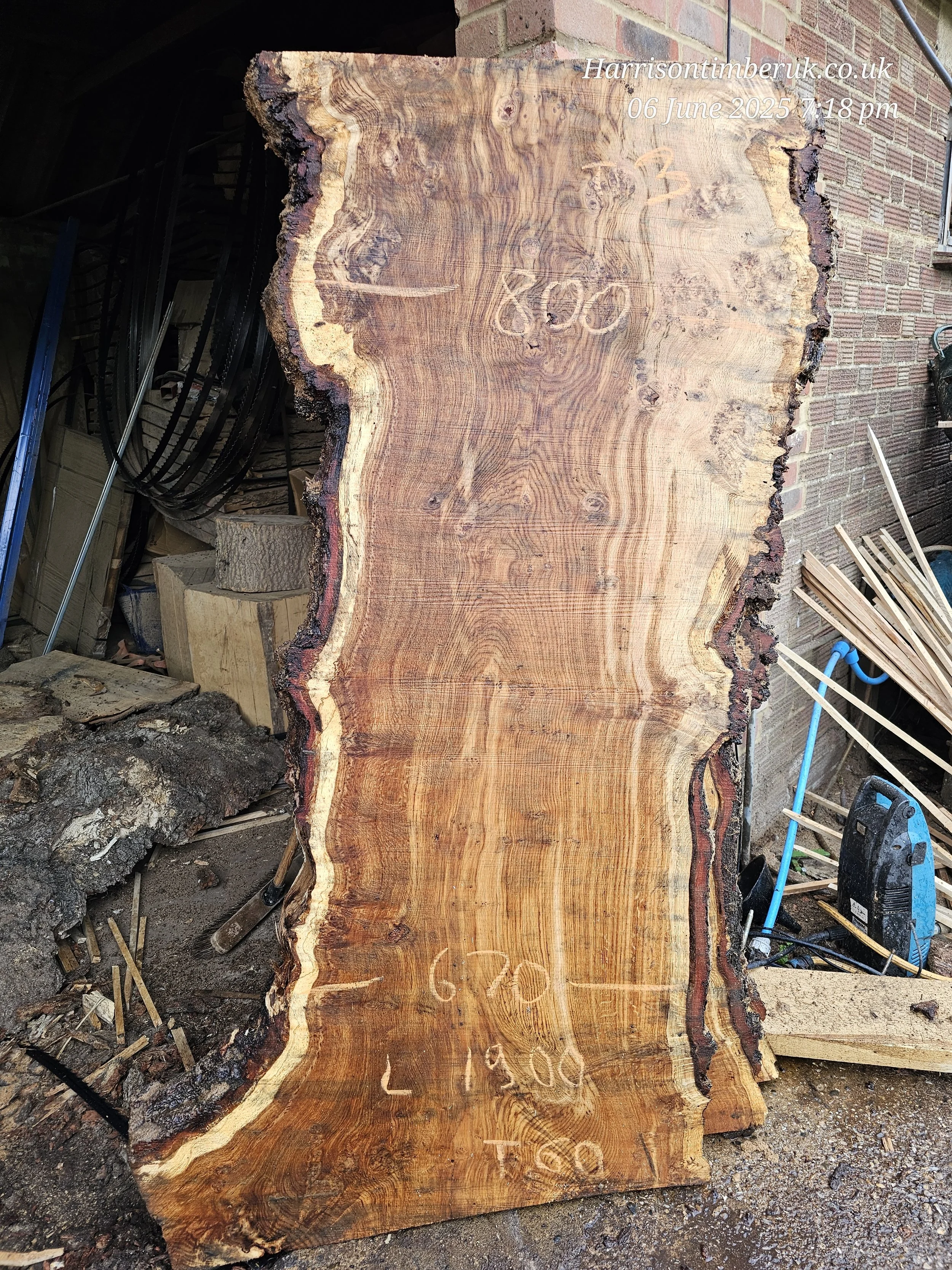 Brown Pippy Oak (1).jpg