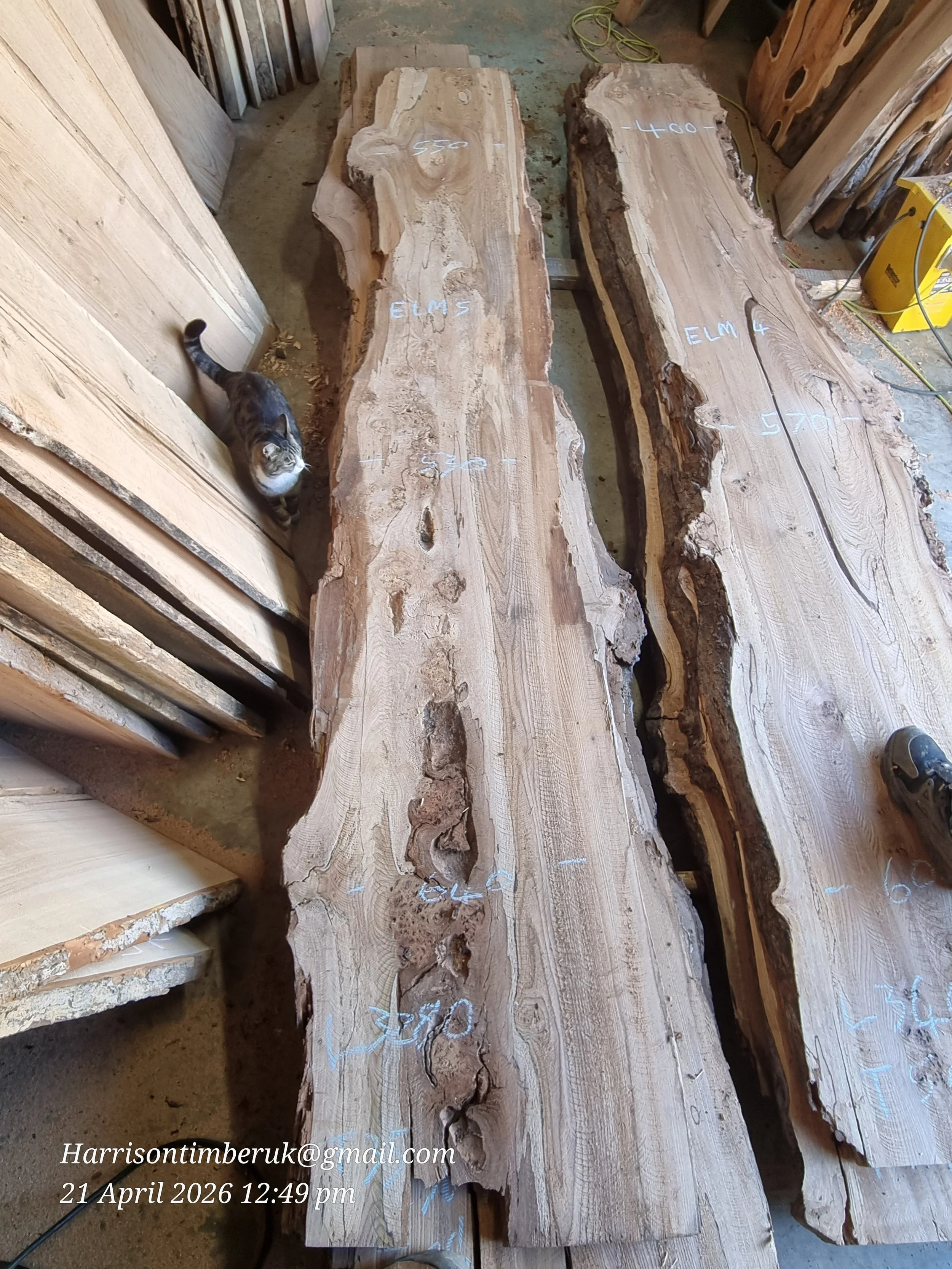 Elm (3).jpg