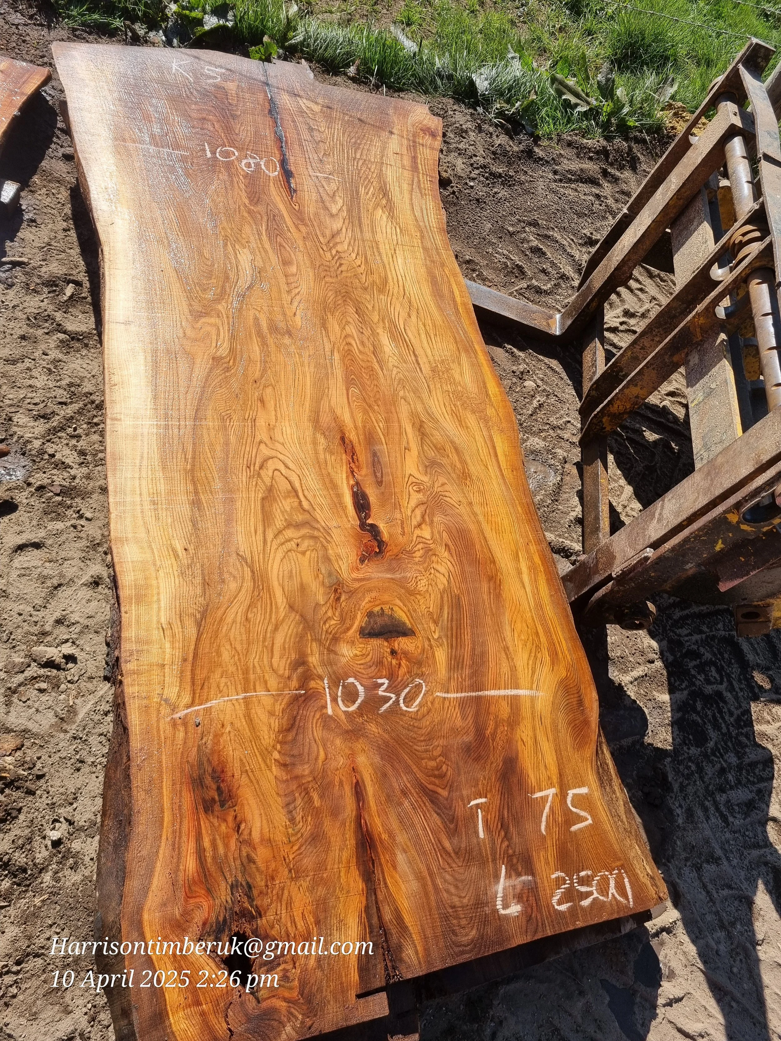 Large Elm Slabs (5).jpg