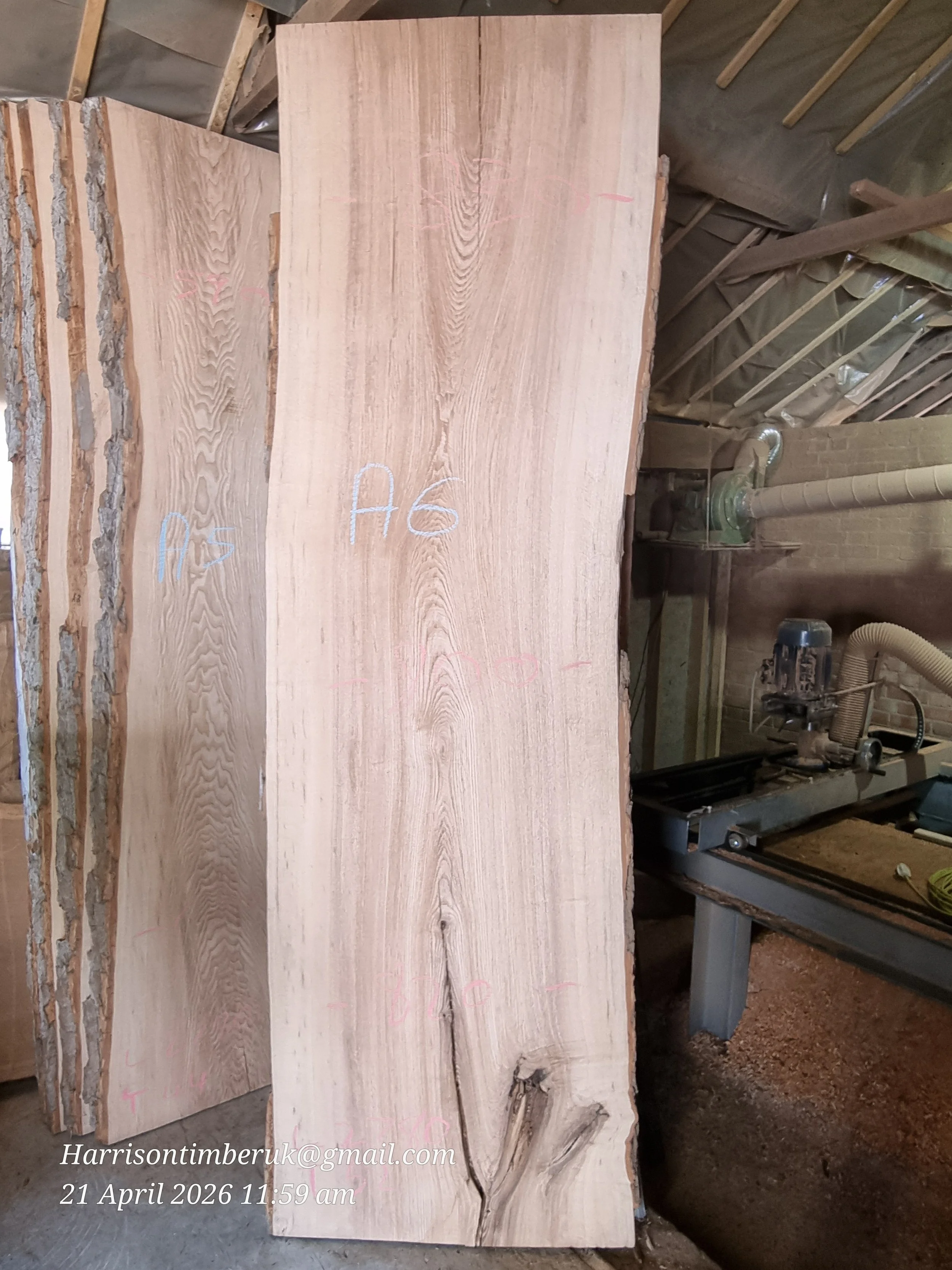 Olive ash A6.jpg