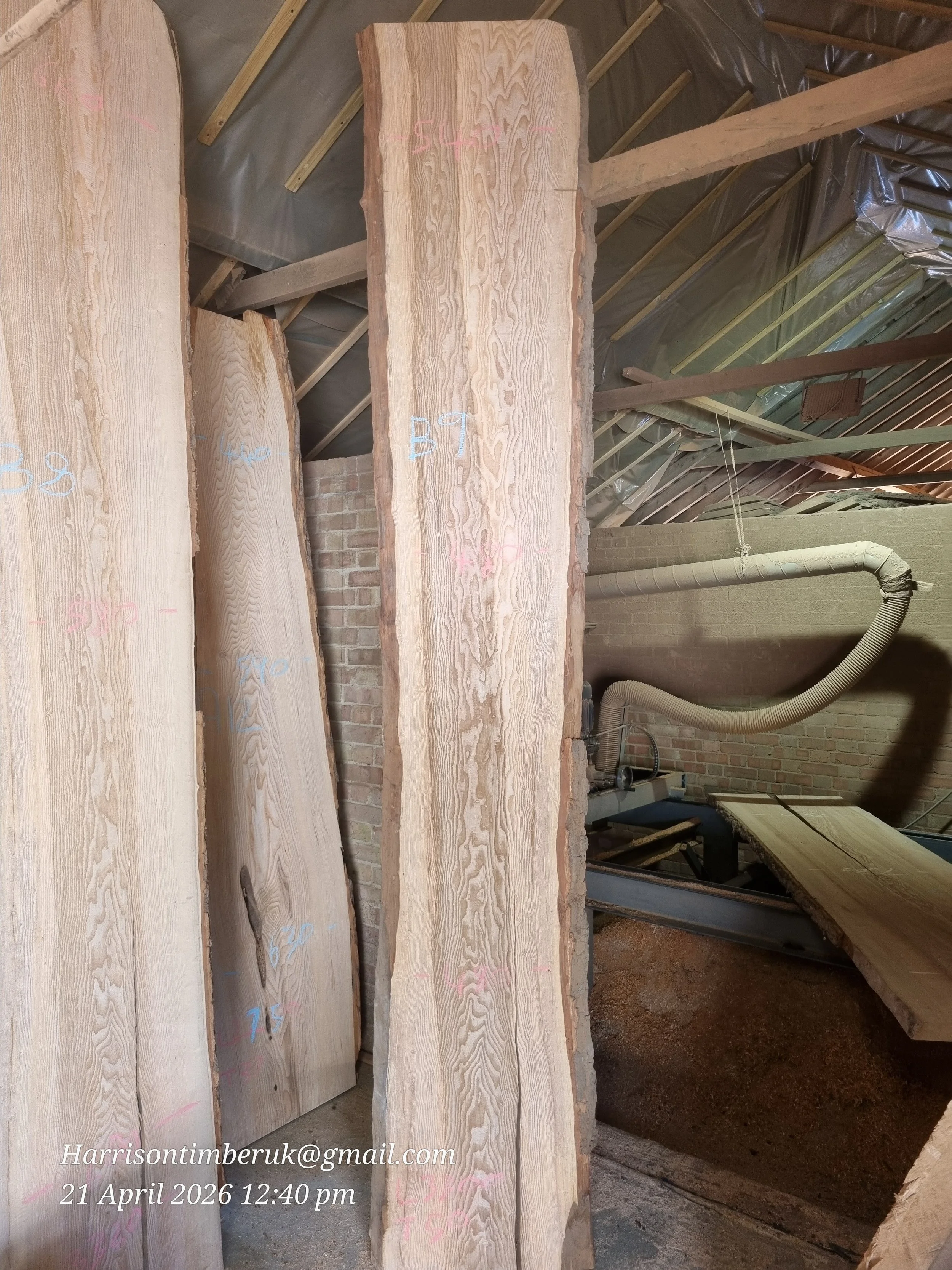 Olive ash B9.jpg (Copy)
