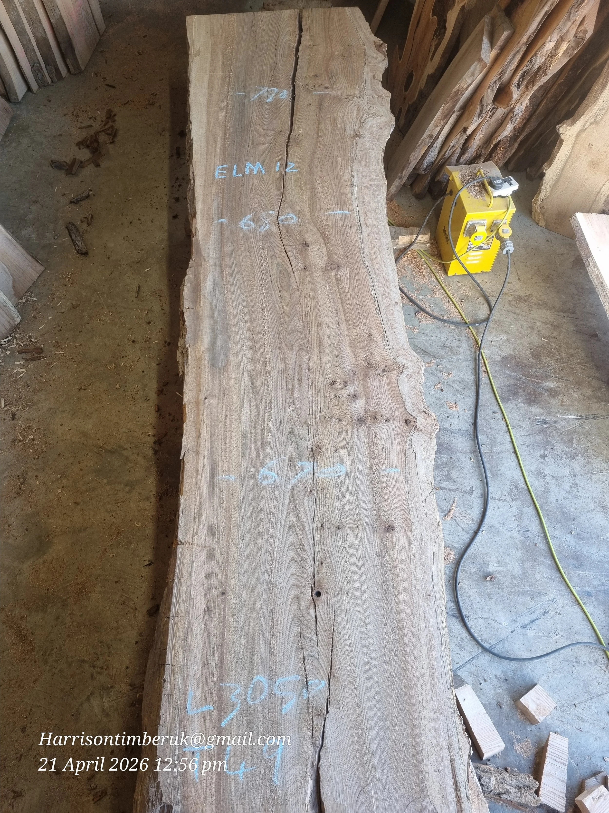 Elm (10).jpg
