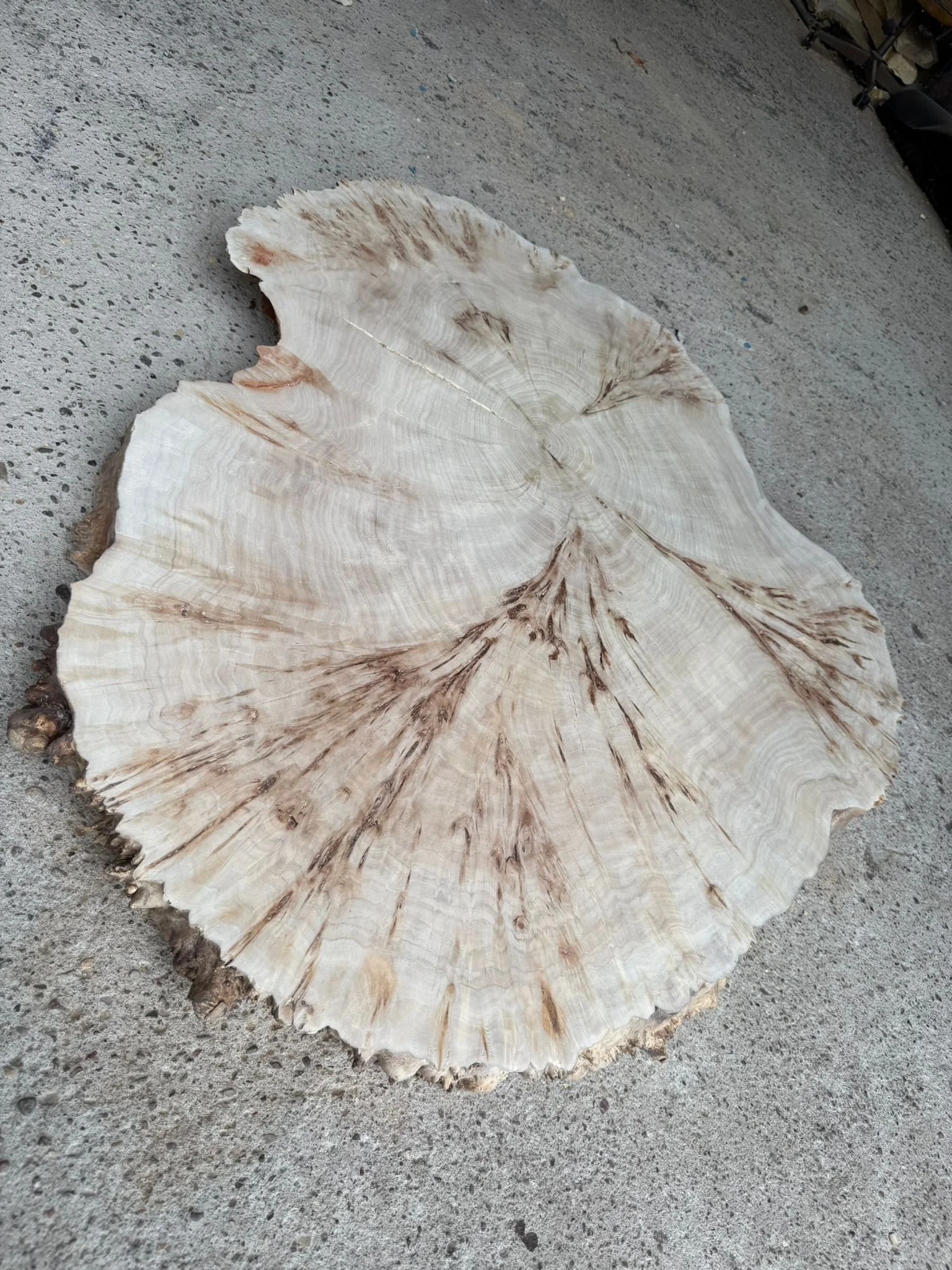 Slice of Mappa Burl.jpg