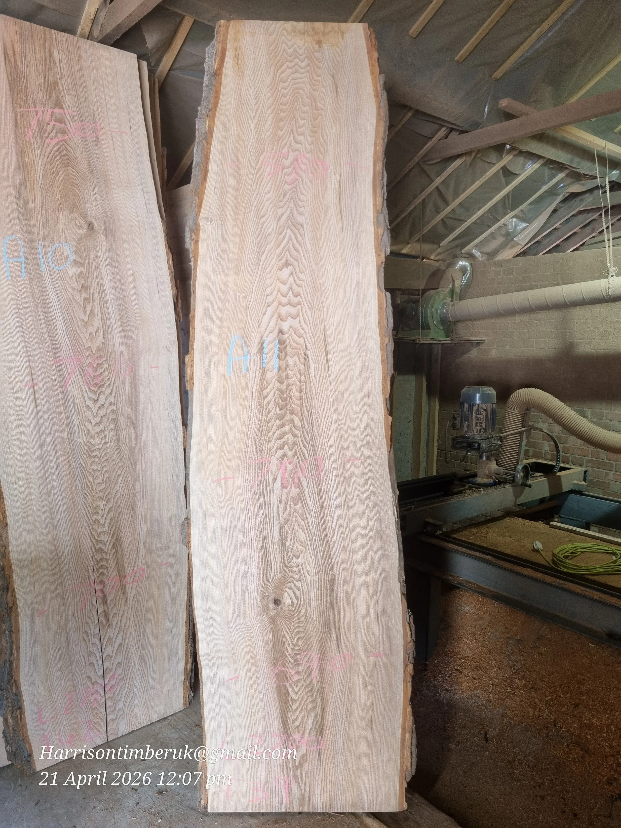 Olive ash A11.jpg