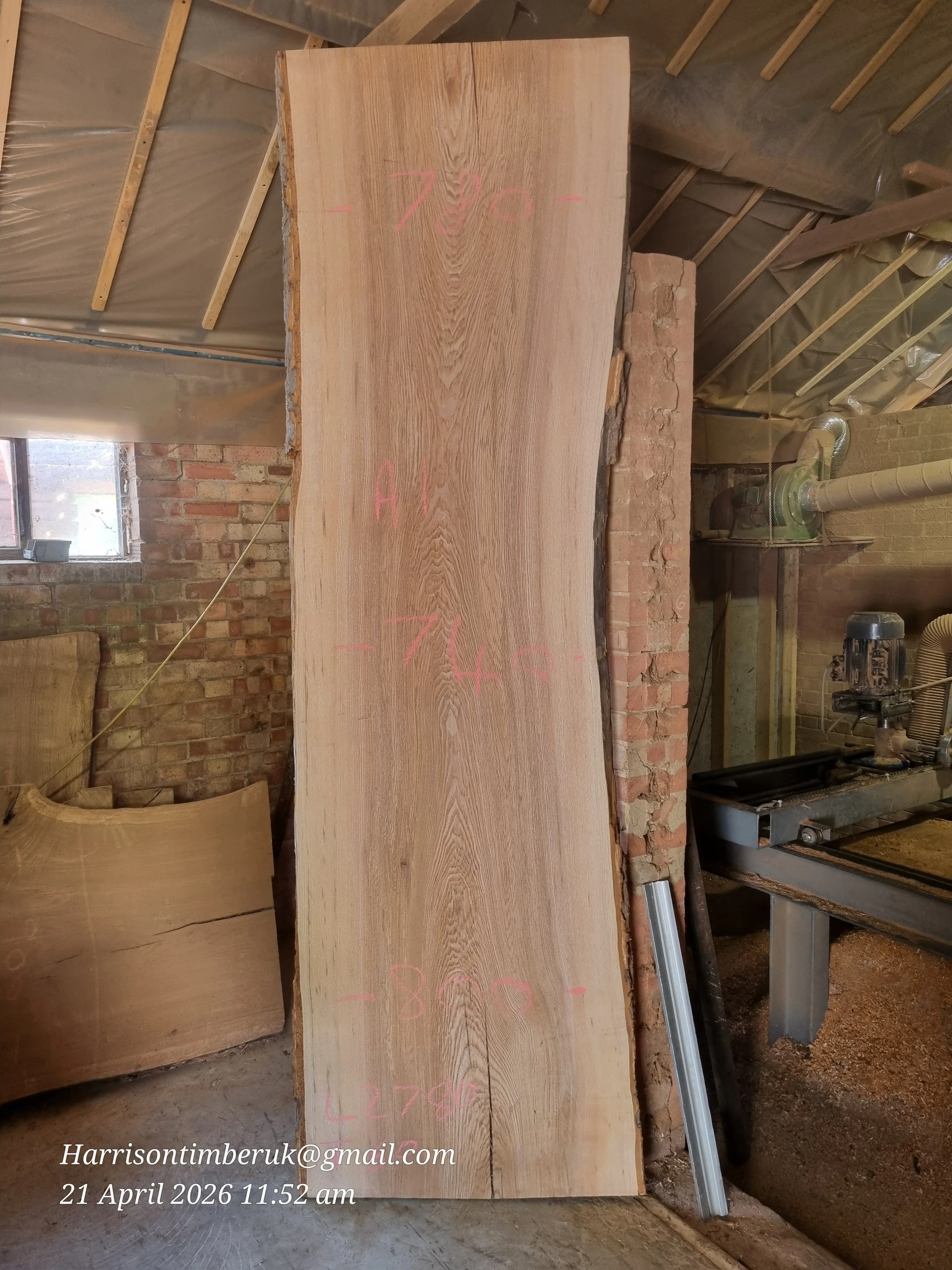 Olive ash A1.jpg