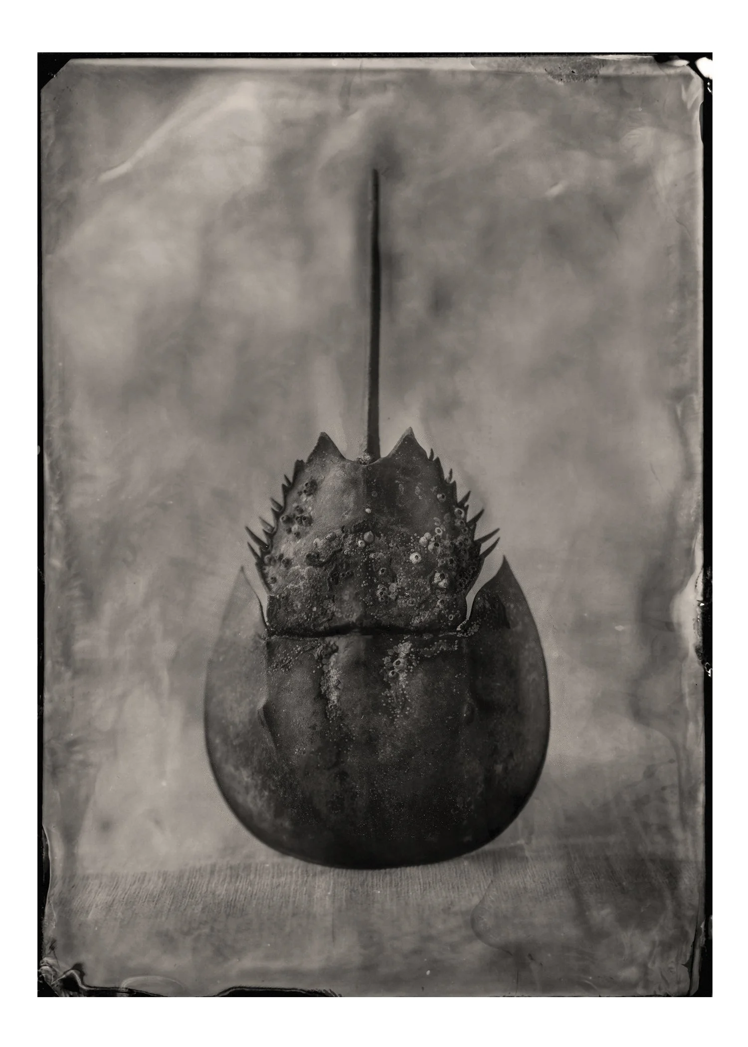 5X7-Horseshoe Crab.jpg