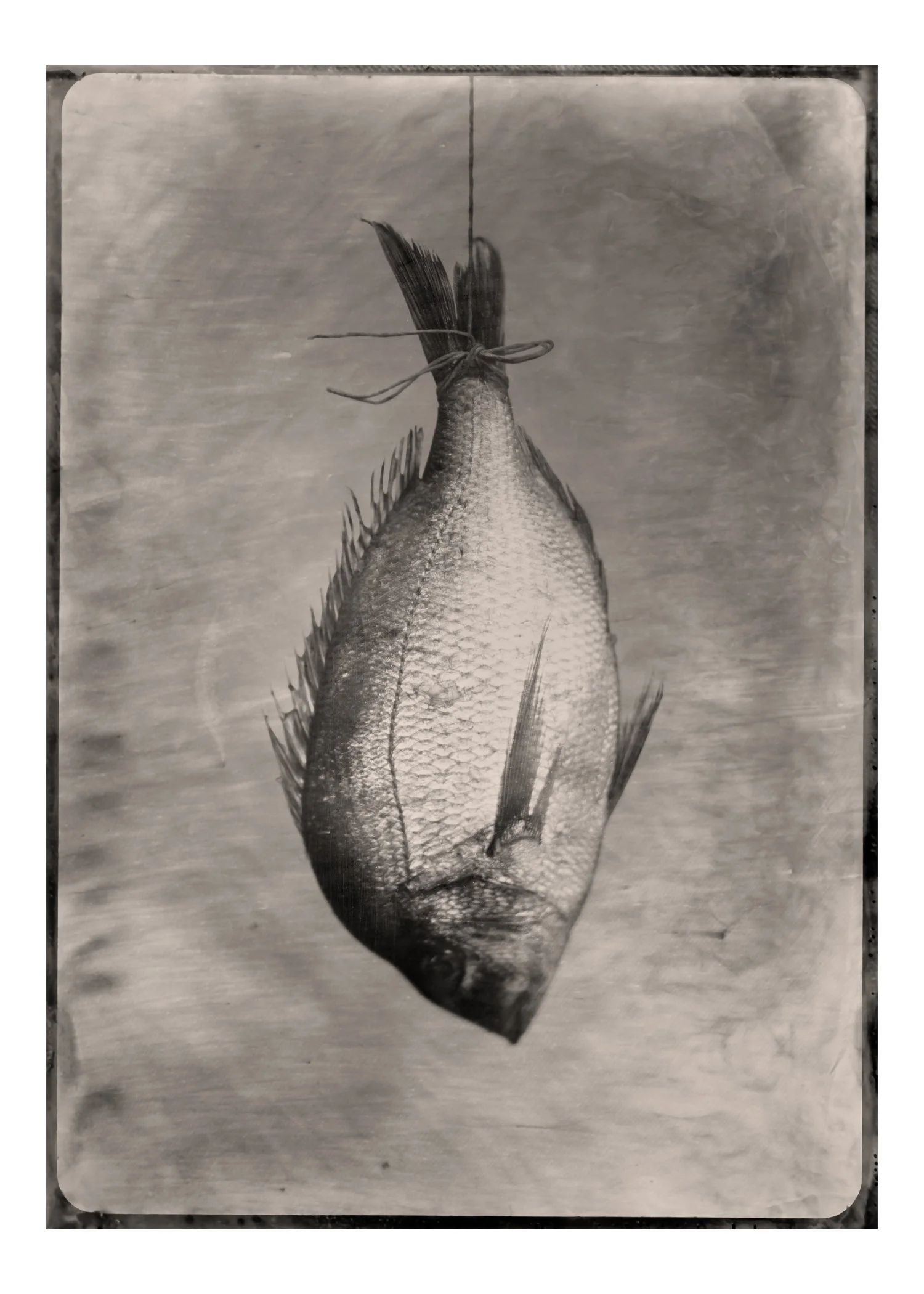 5X7-Porgy.jpg