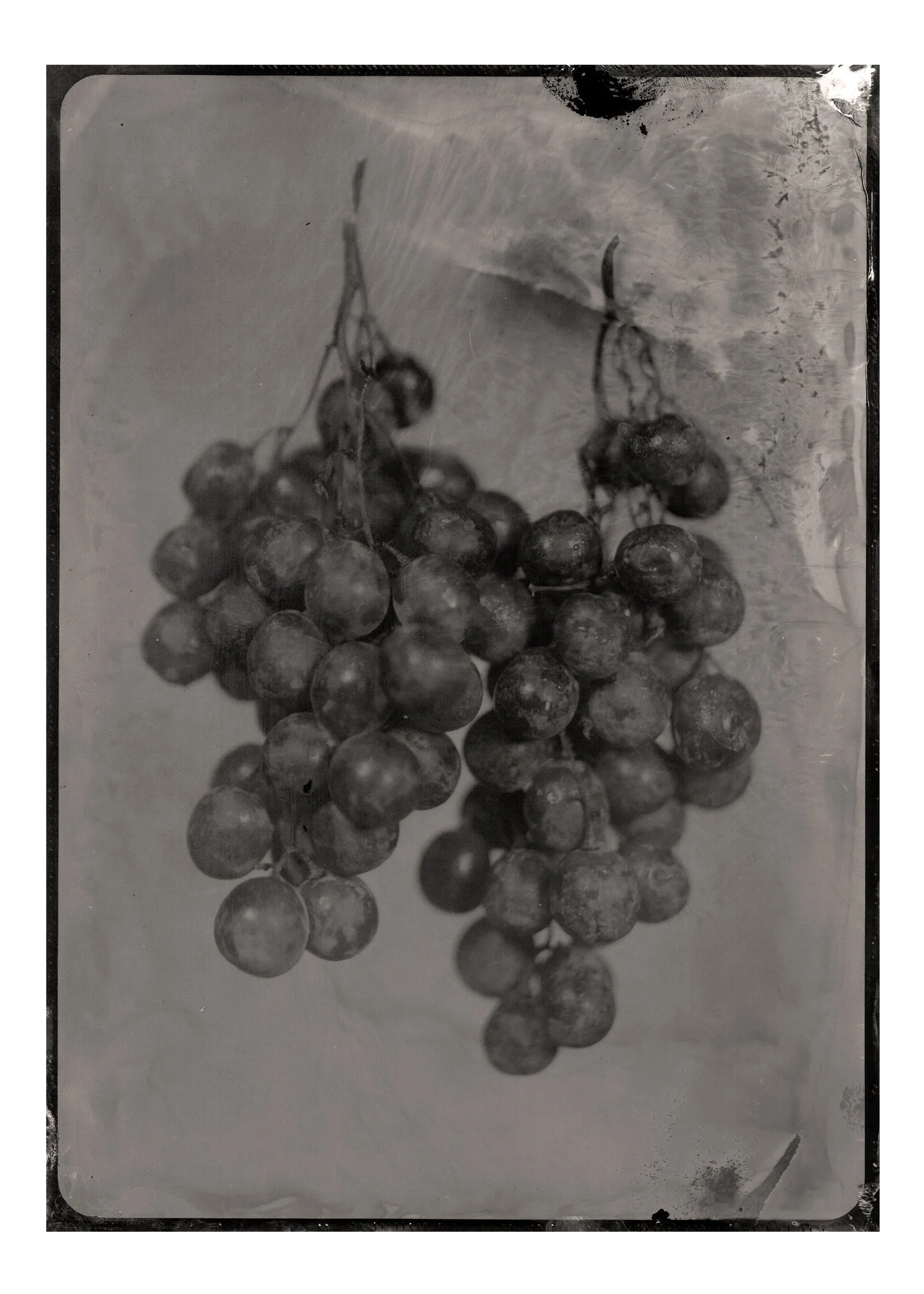 5X7-Red Grapes.jpg