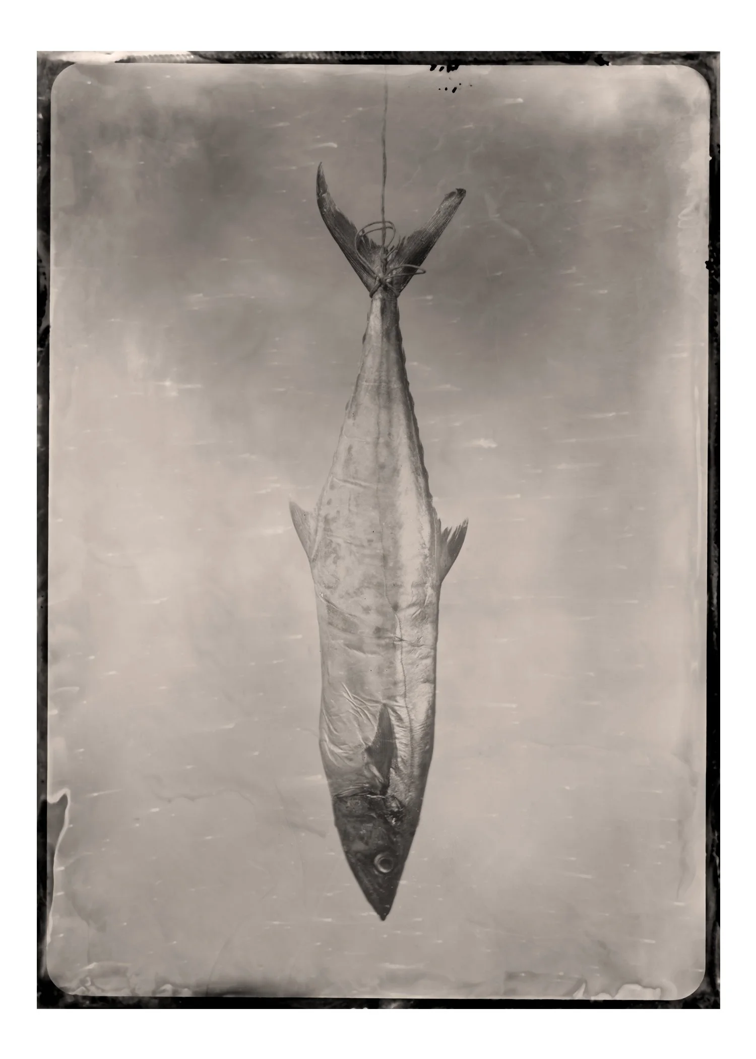 5X7-Spanish Mackerel.jpg