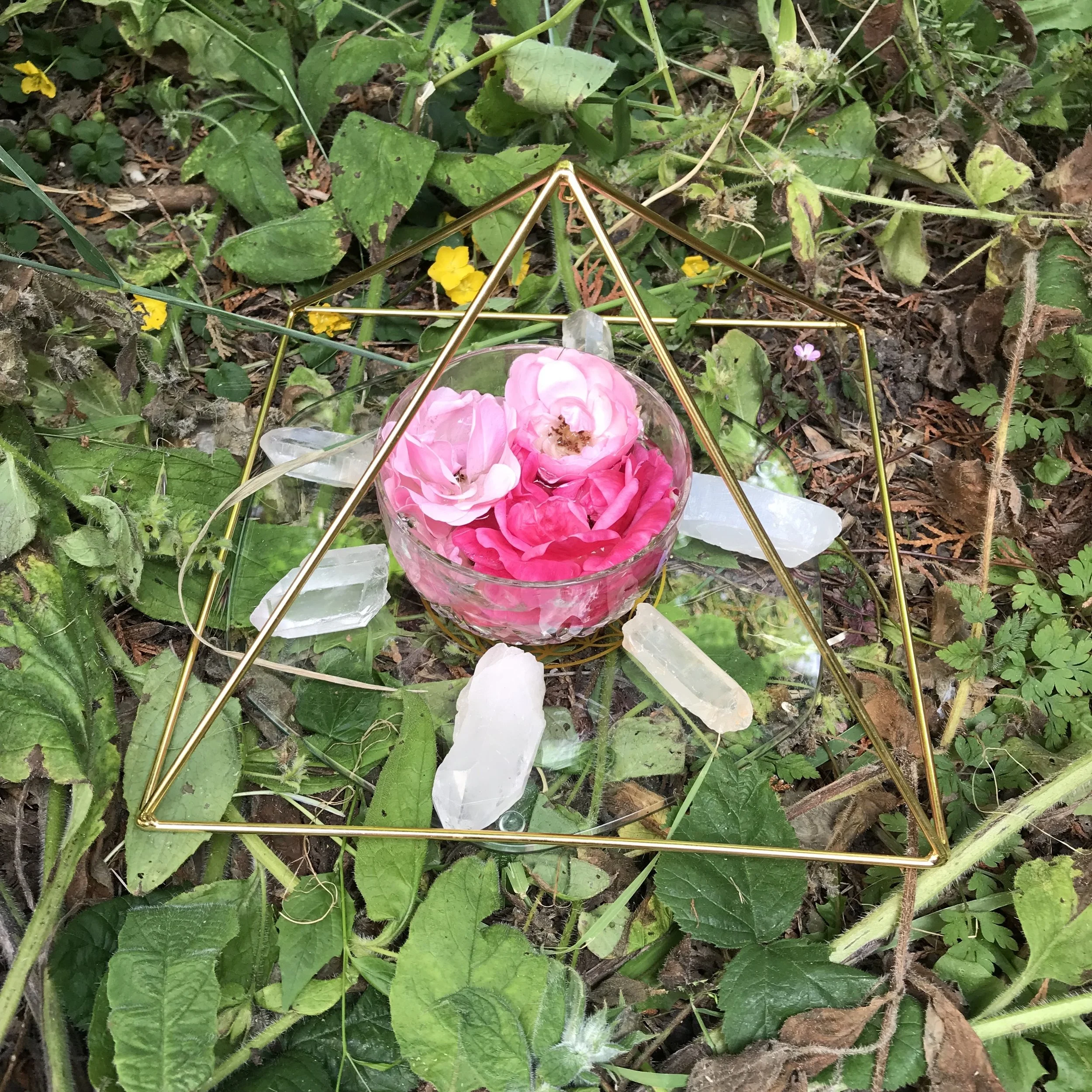 rose 4.jpg