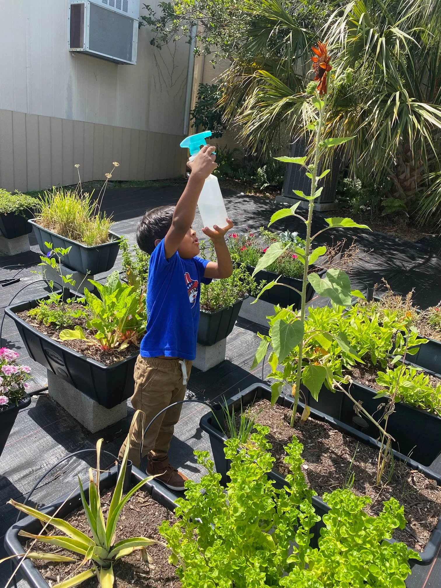 Child participating in a garden-based occupational therapy activity supporting sensory exploration and life skills at Apollo Beach Therapy Center.
