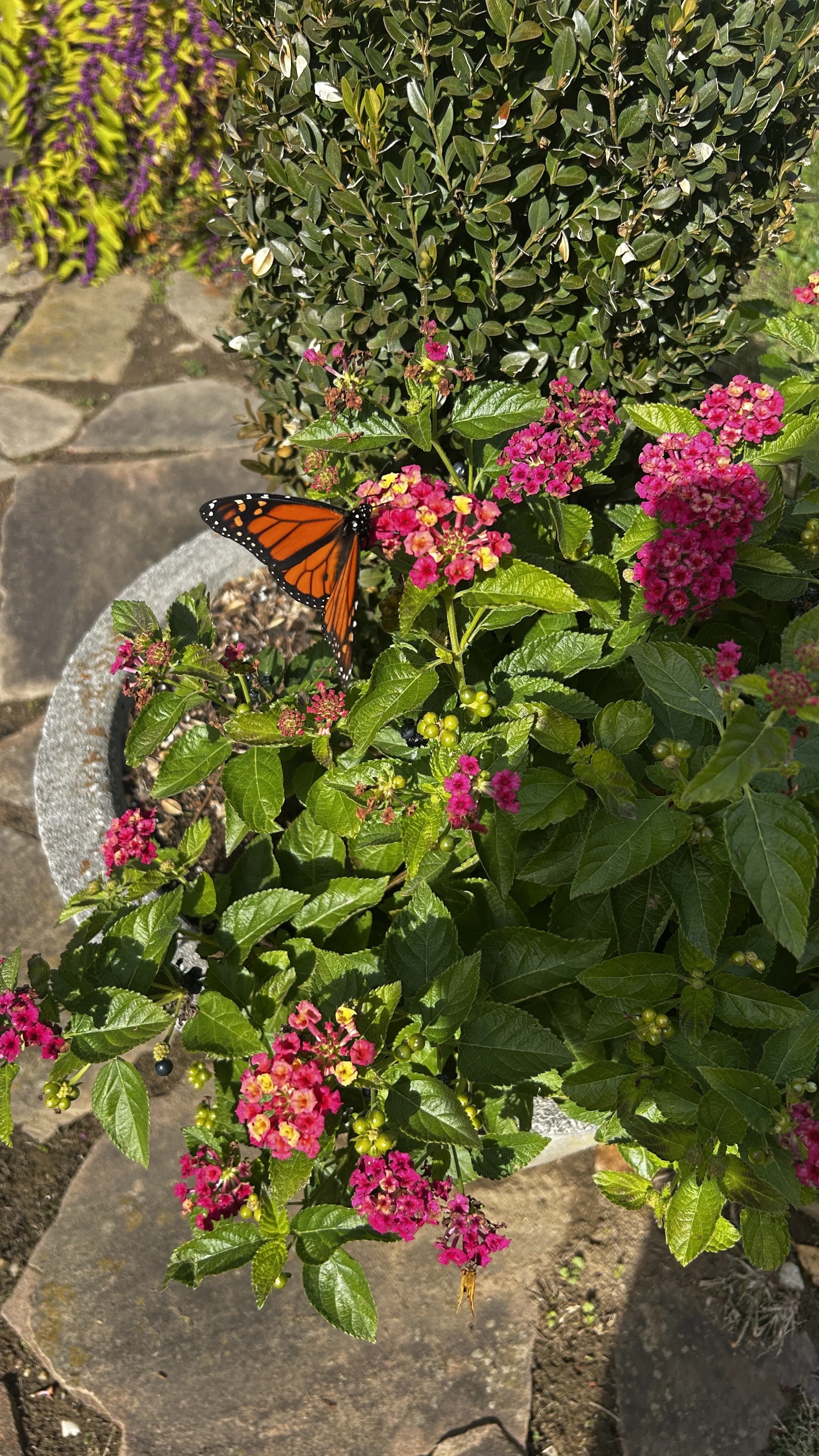 Butterfly in Garden 11.2025 04.jpeg