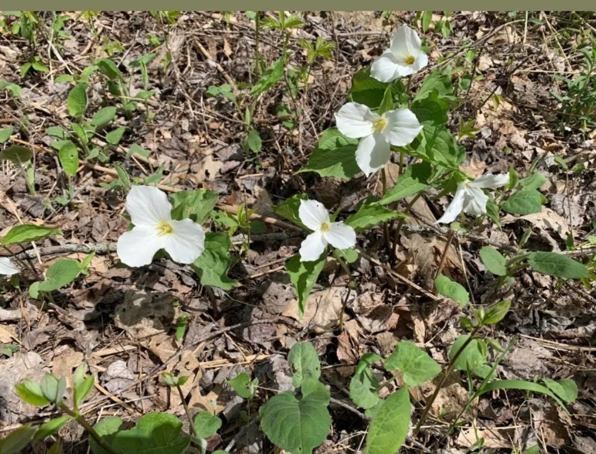 HOMEOPATHY &amp; HAY FEVER