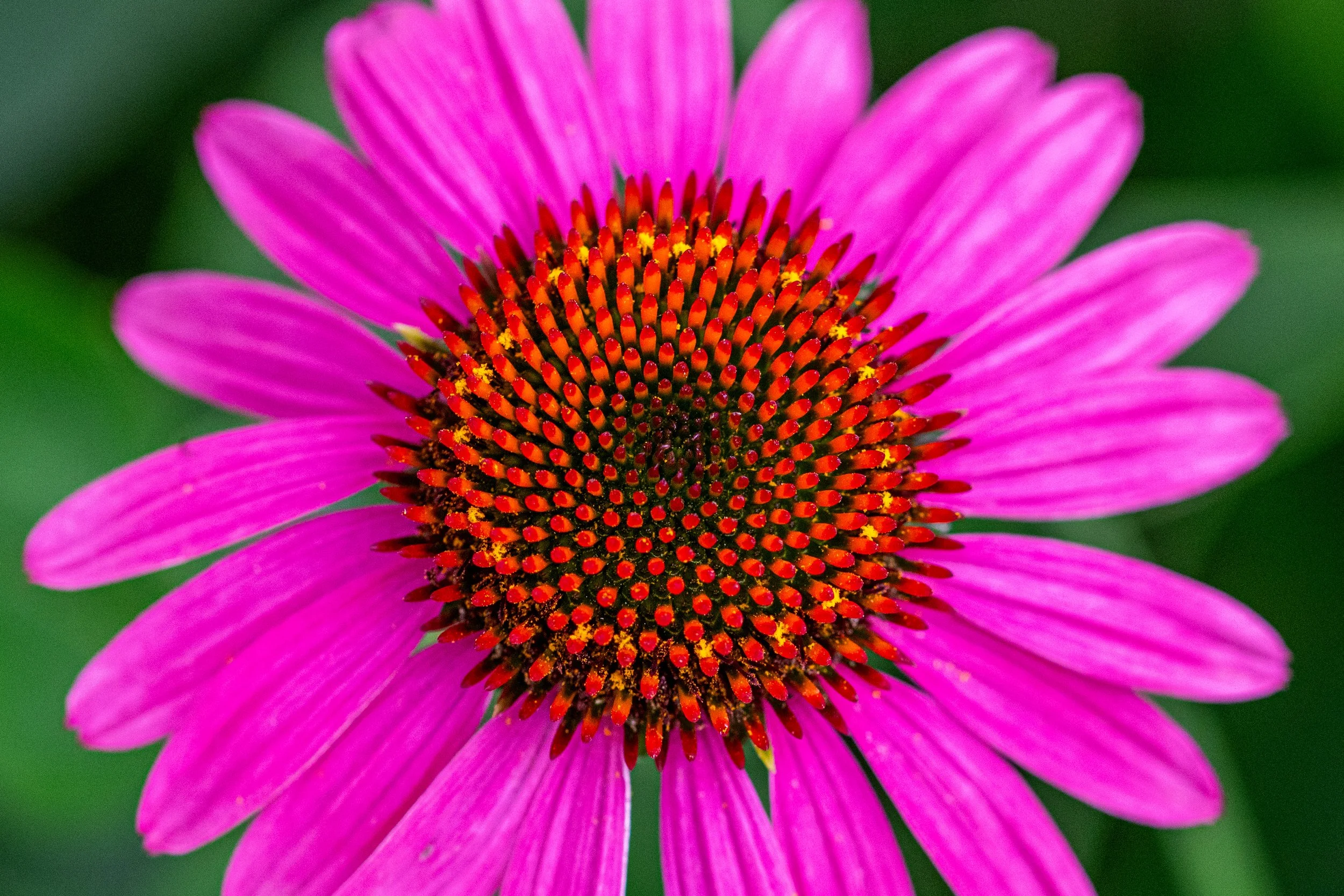 _DSC5217.jpg