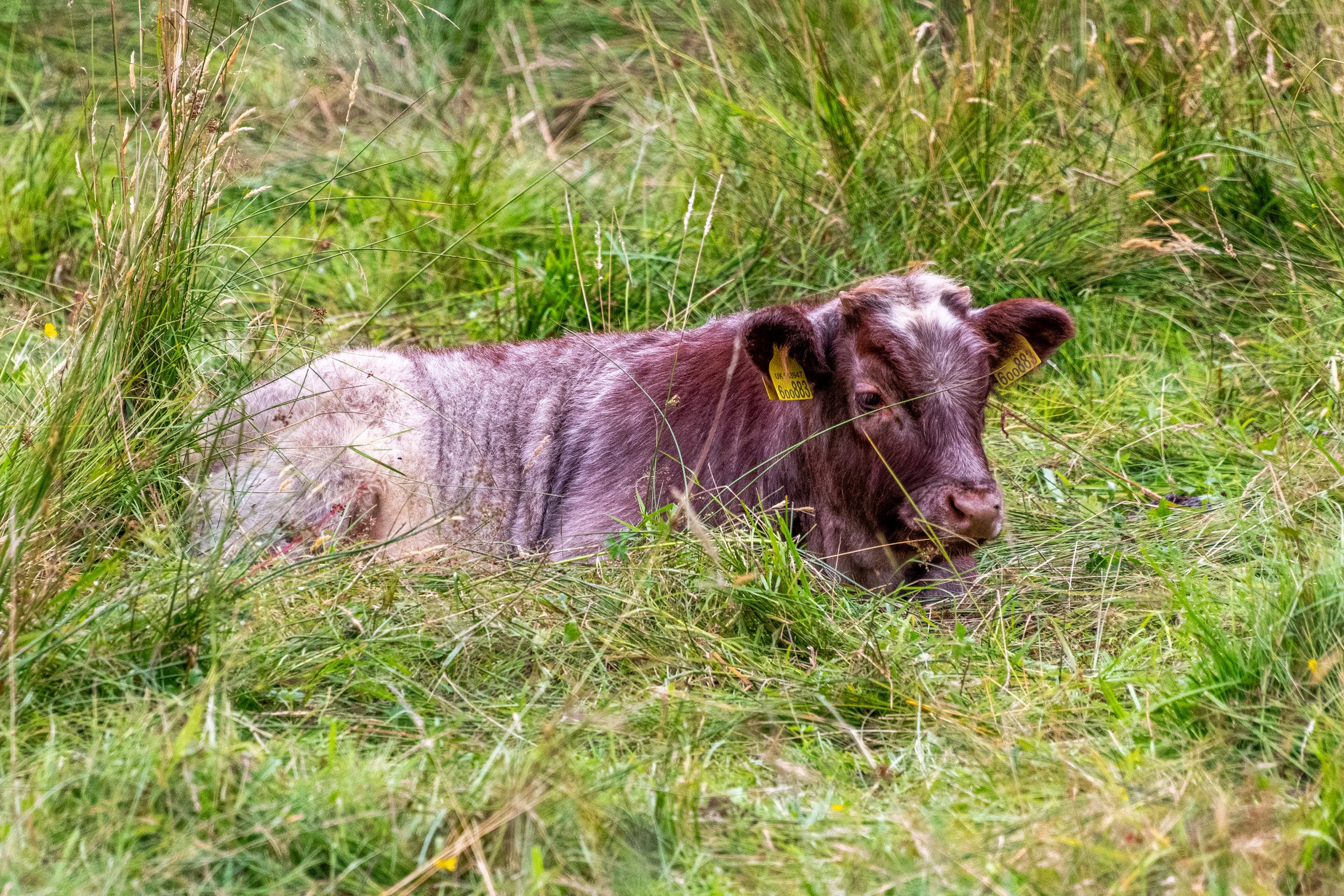 _DSC7156.jpg