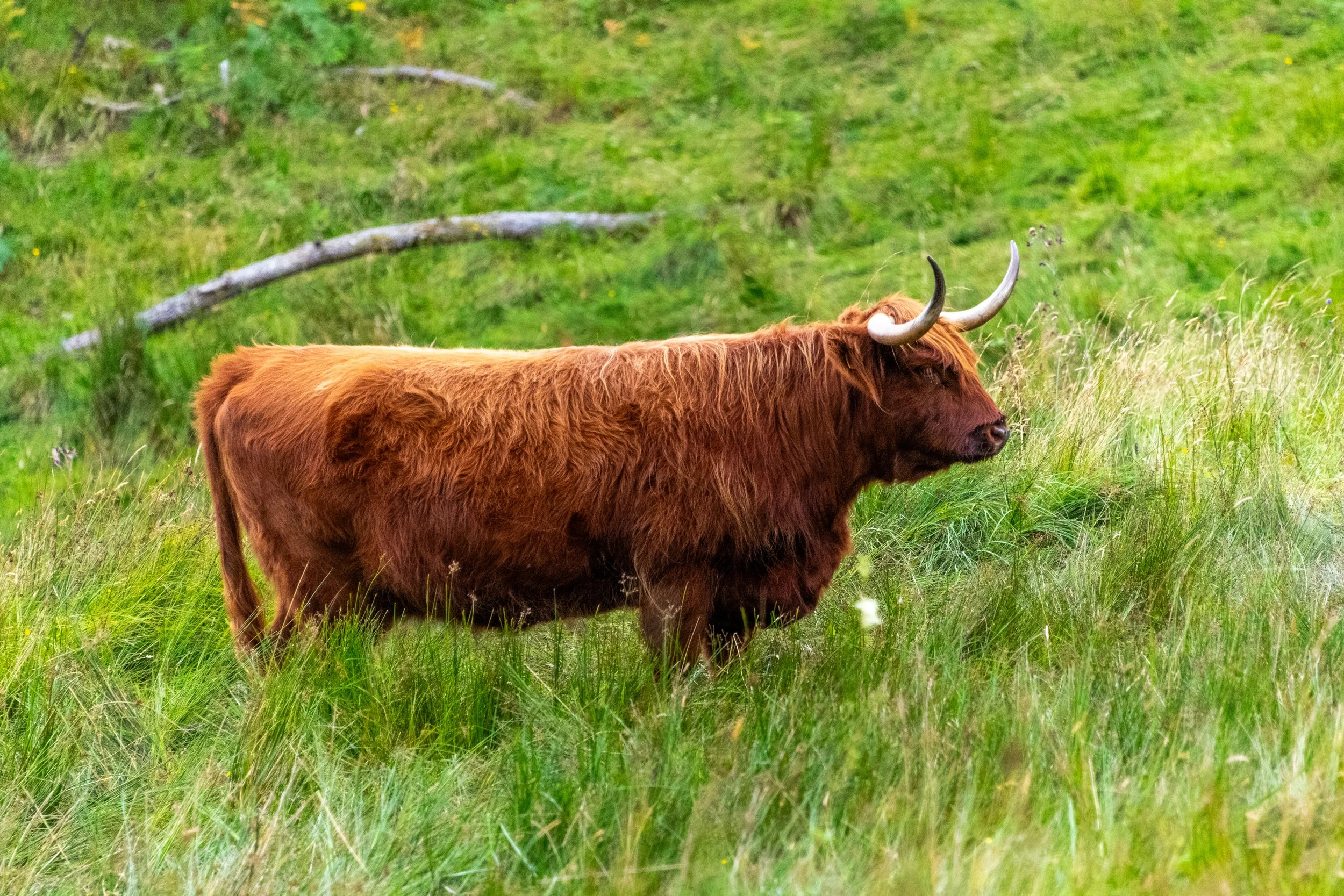 _DSC7160.jpg