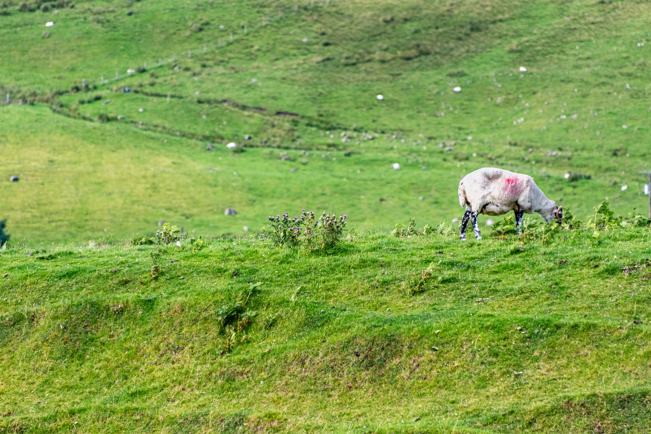 _DSC7045.jpg