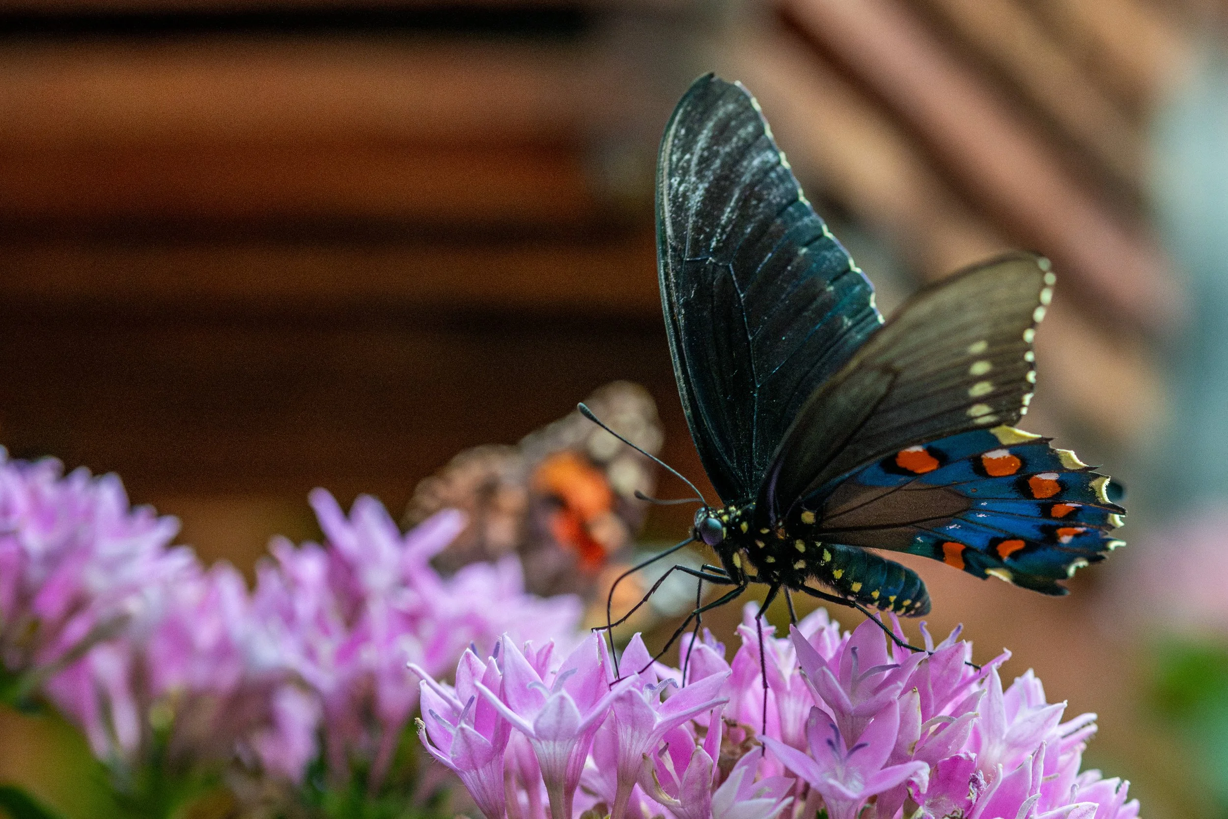 _DSC5480-Enhanced-NR.jpg