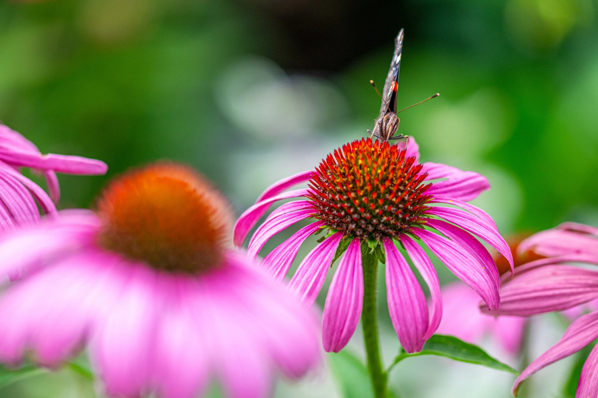 _DSC5005.jpg