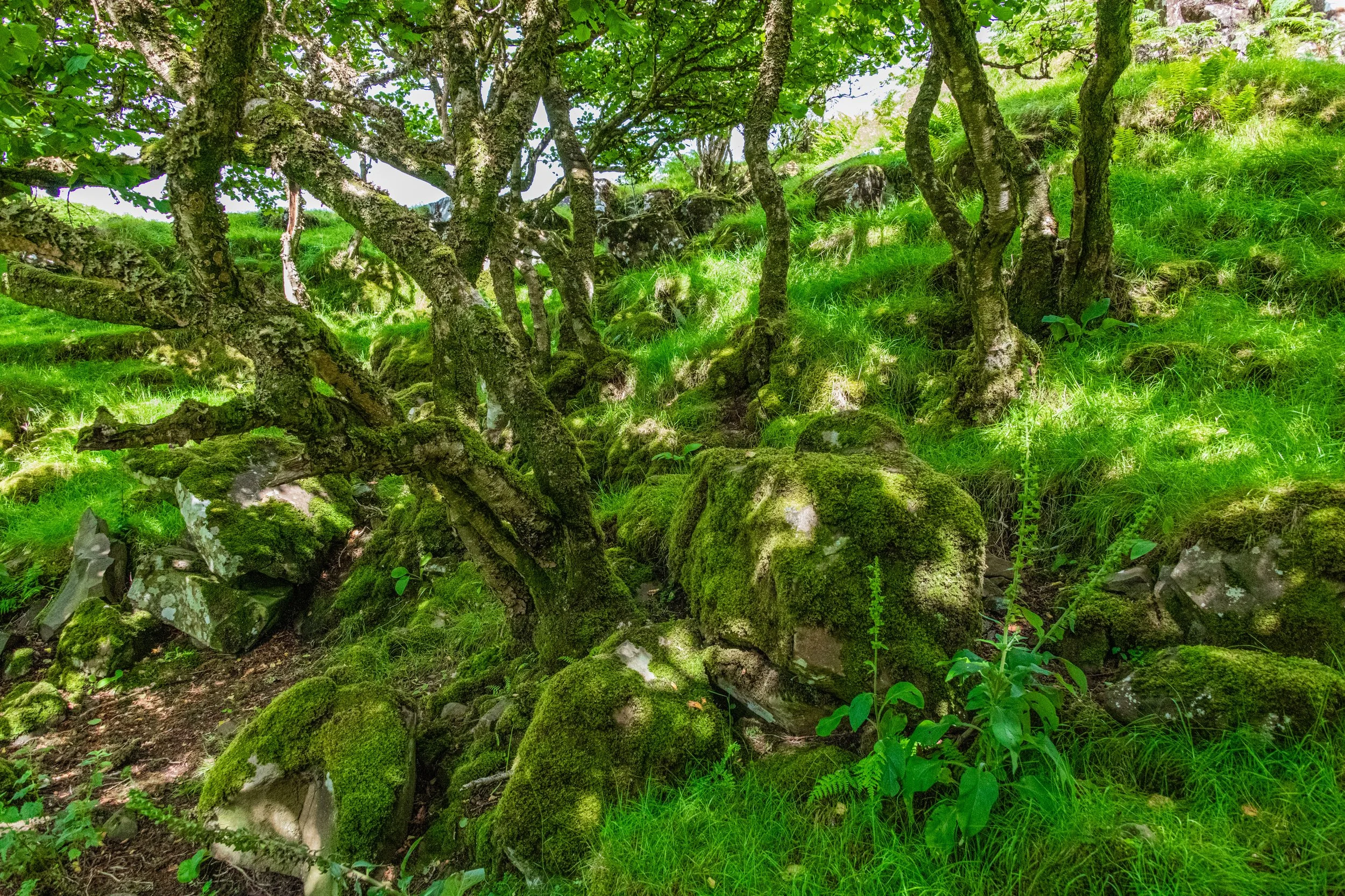 _DSC7004.jpg