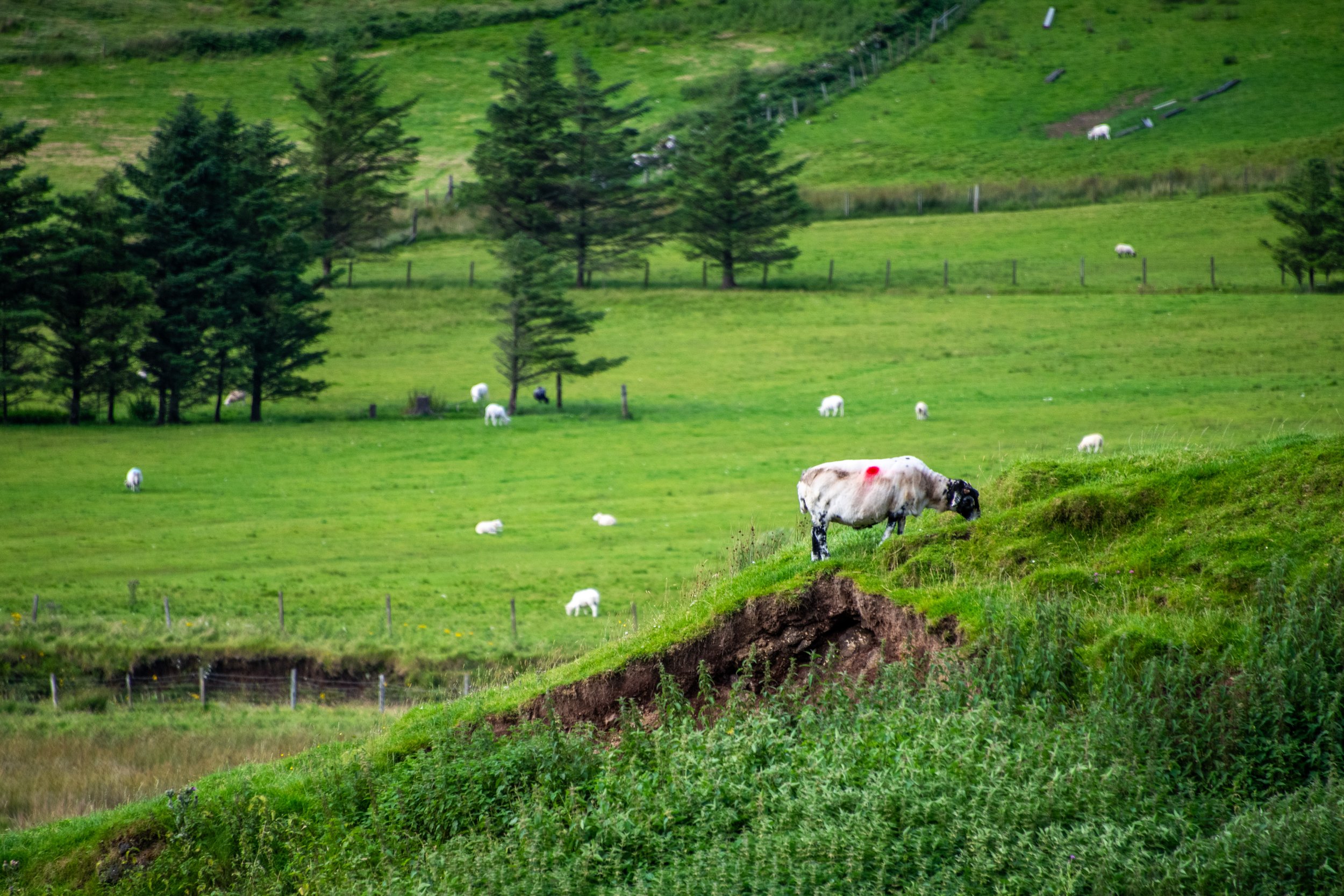 _DSC7069.jpg