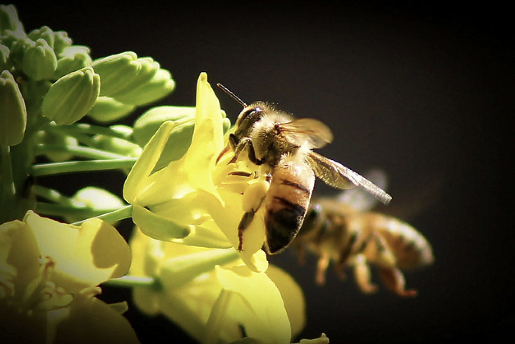 Can good gut health help bees fight off disease?