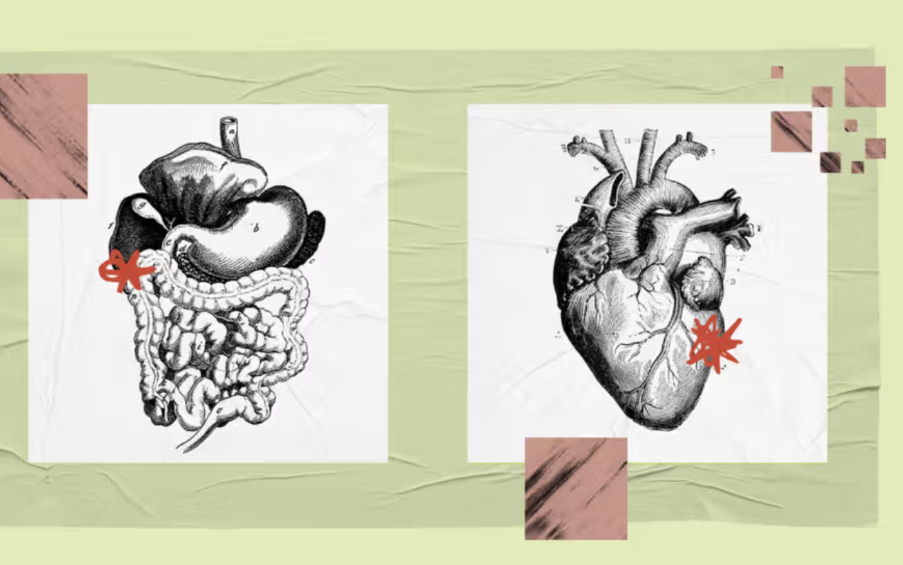 How and why does gut health influence heart health?