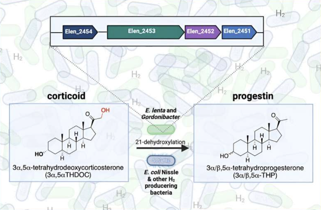 Study demonstrates how gut microbes process steroids—using flatulence