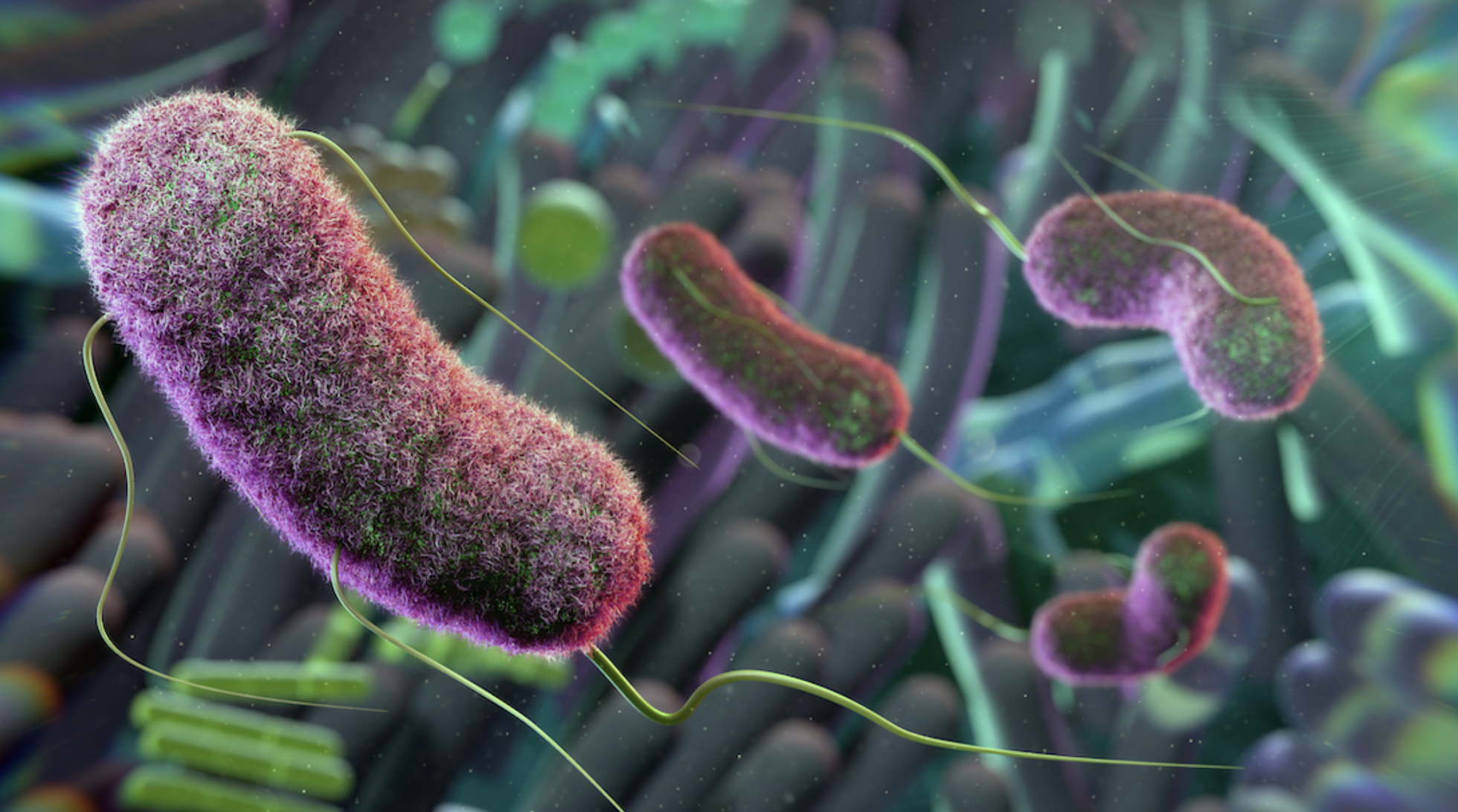 Study looks at ties between anxiety and gut bacteria
