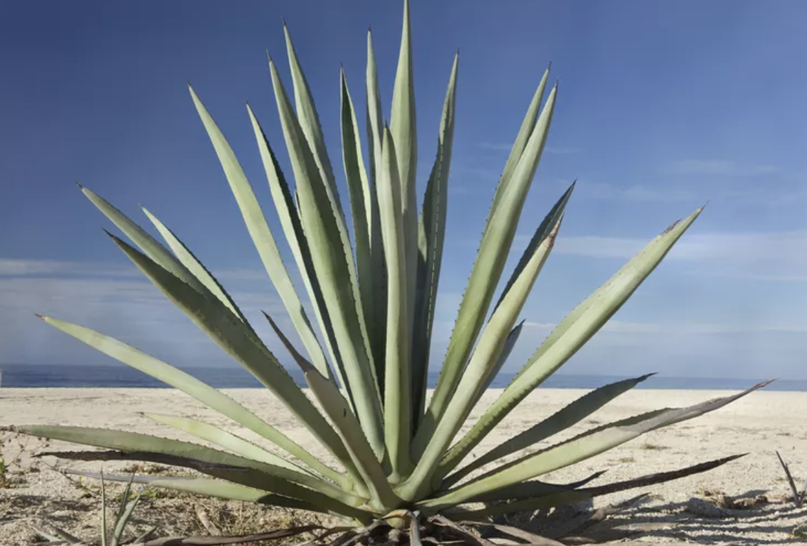 Health Benefits of Agave