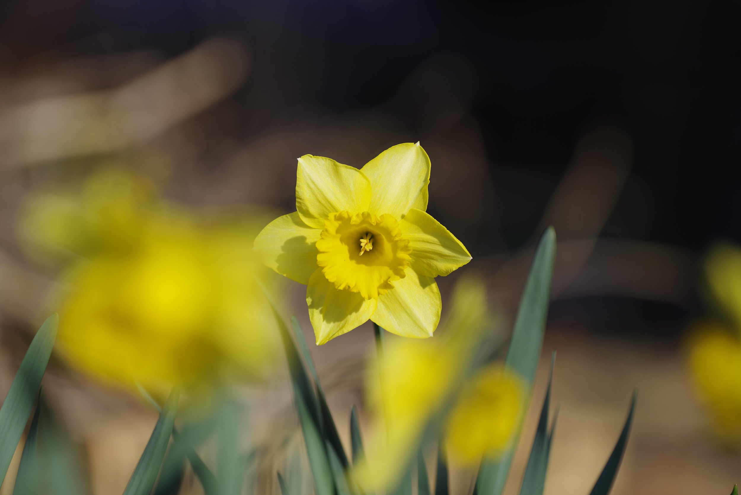 Gloucester Daffodil Festival