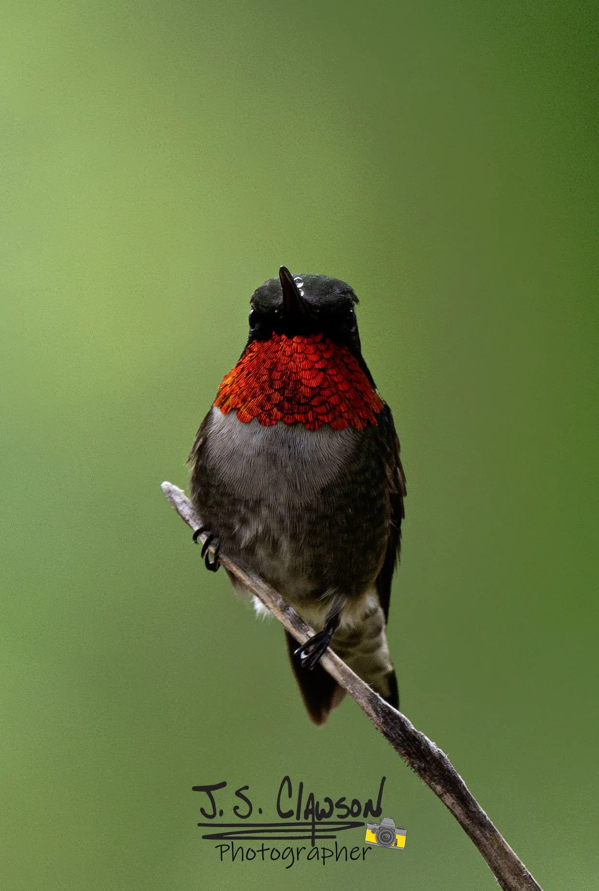 Photo of "Ruby Flash", hummingbird photo by J. S. Clawson